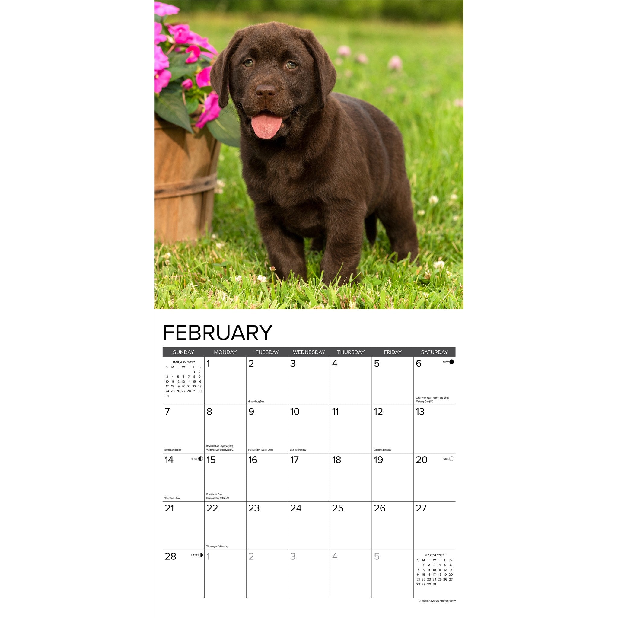 Lab Puppies 2027 Wall Calendar