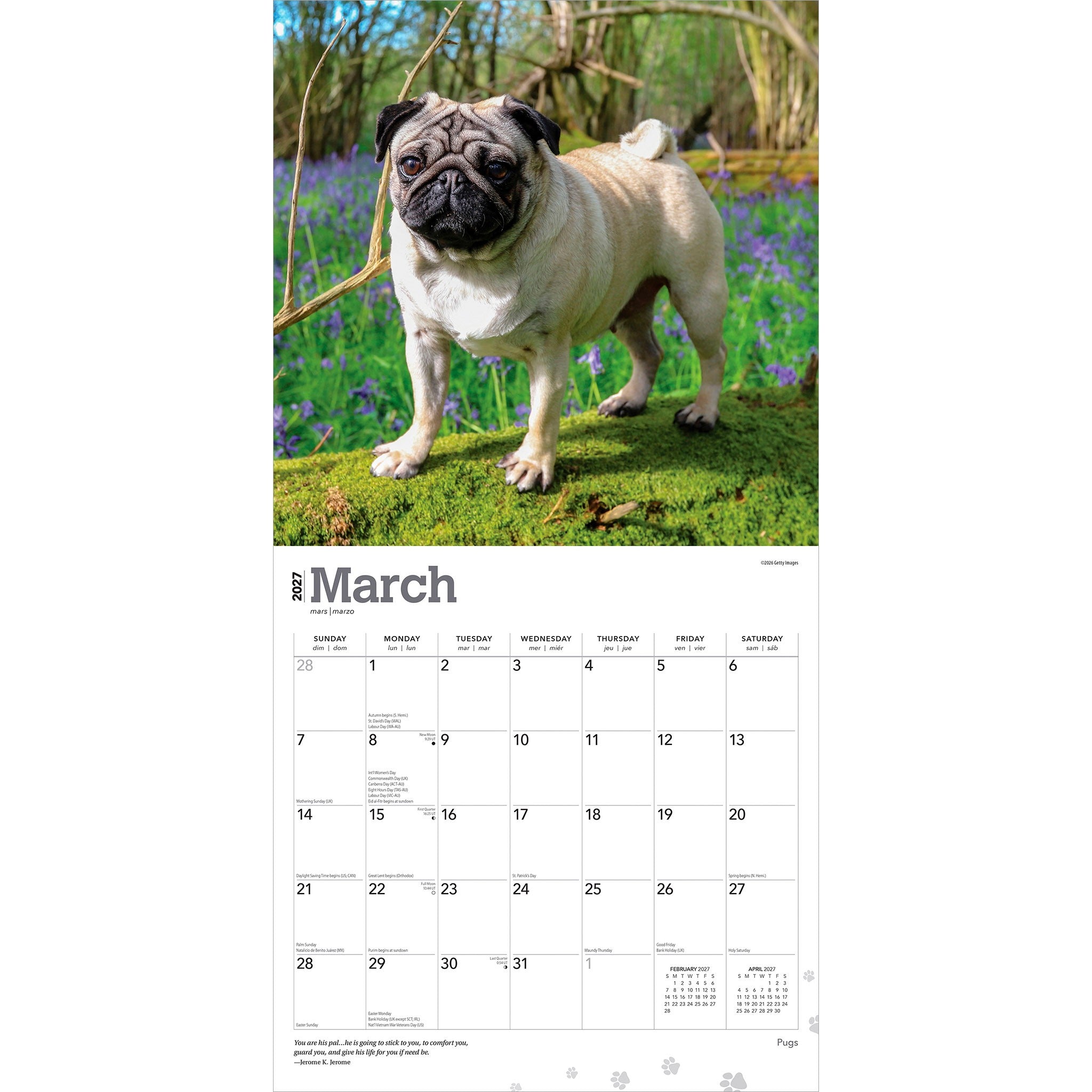 Pugs 2027 Wall Calendar