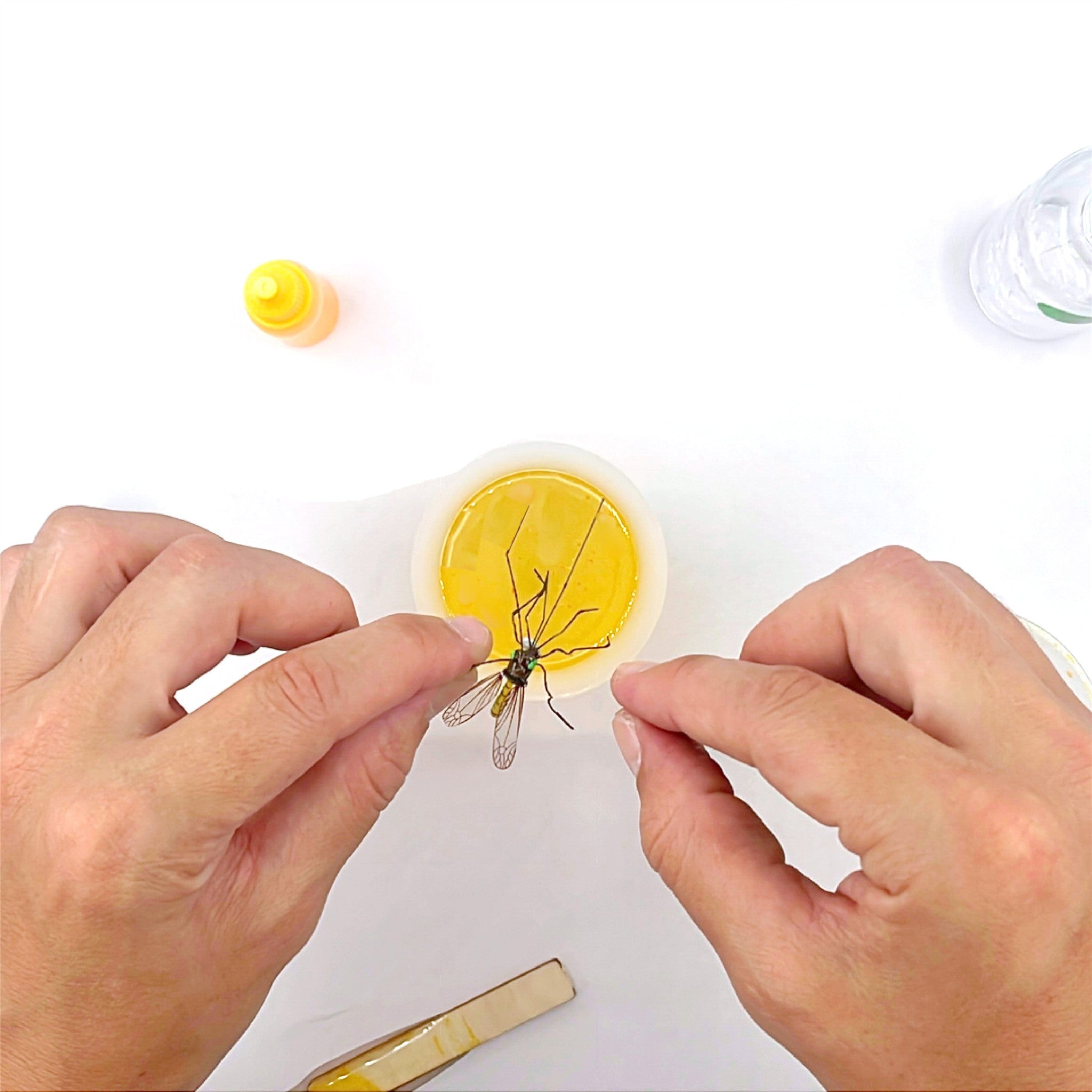 Mosquito in Amber