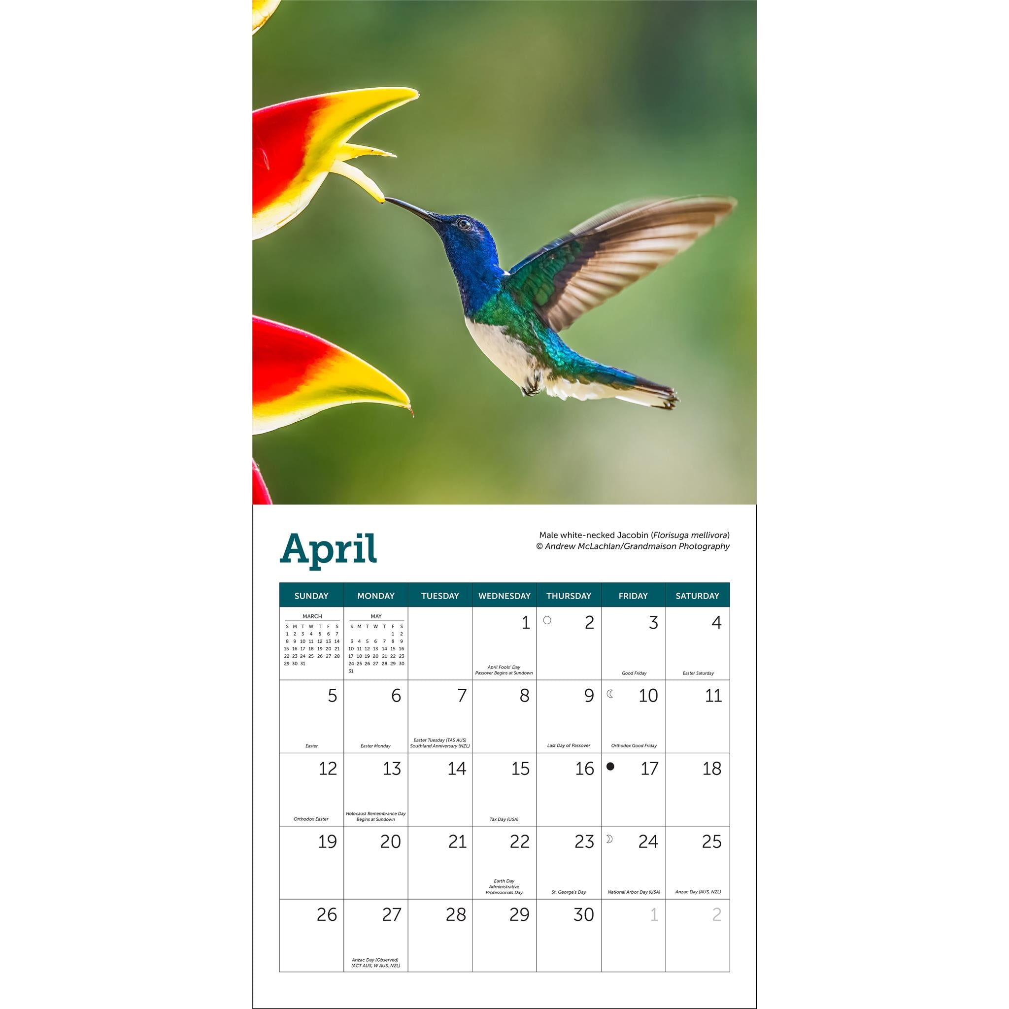 Mini-calendrier Colibris 2026