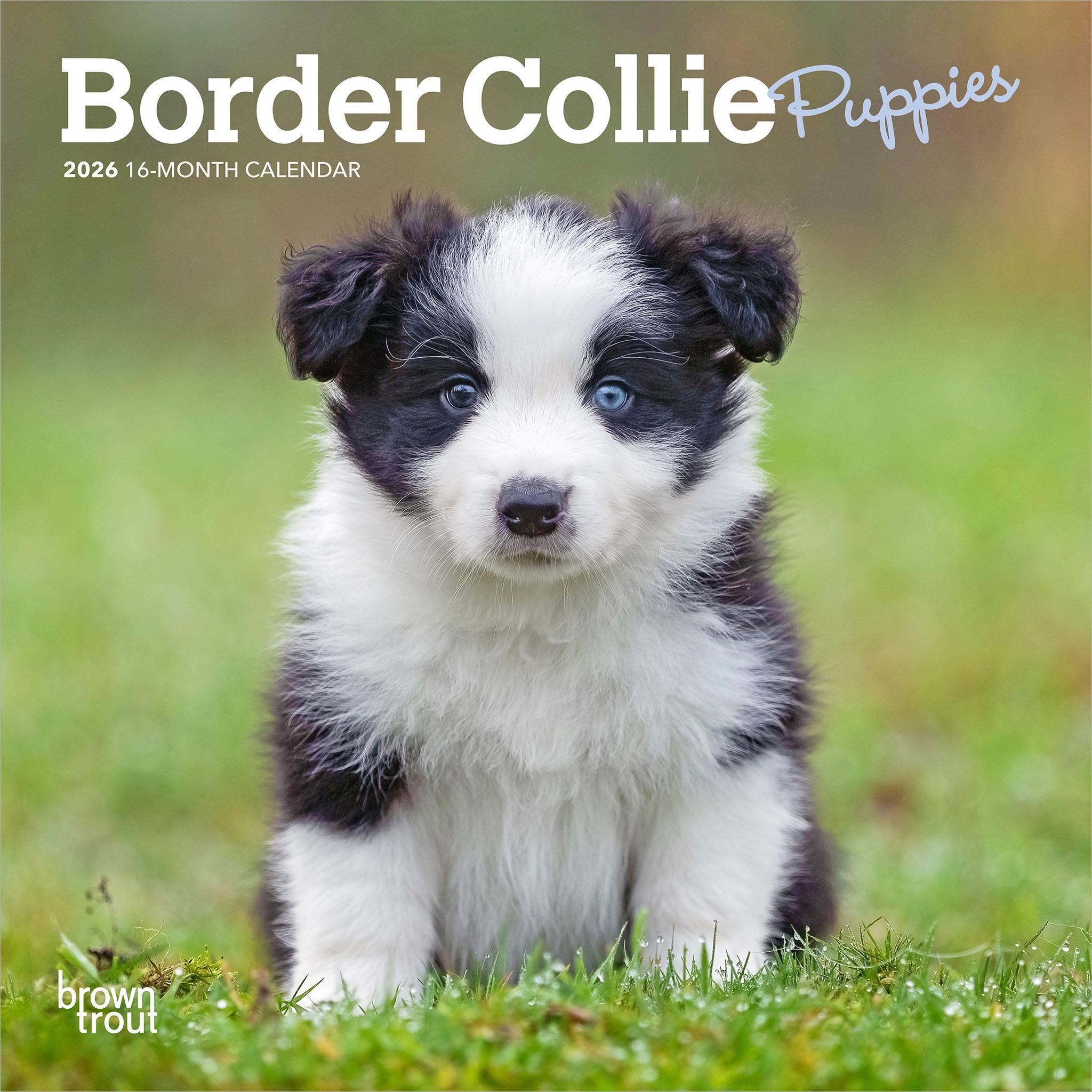 Mini calendrier 2026 des chiots Border Collie