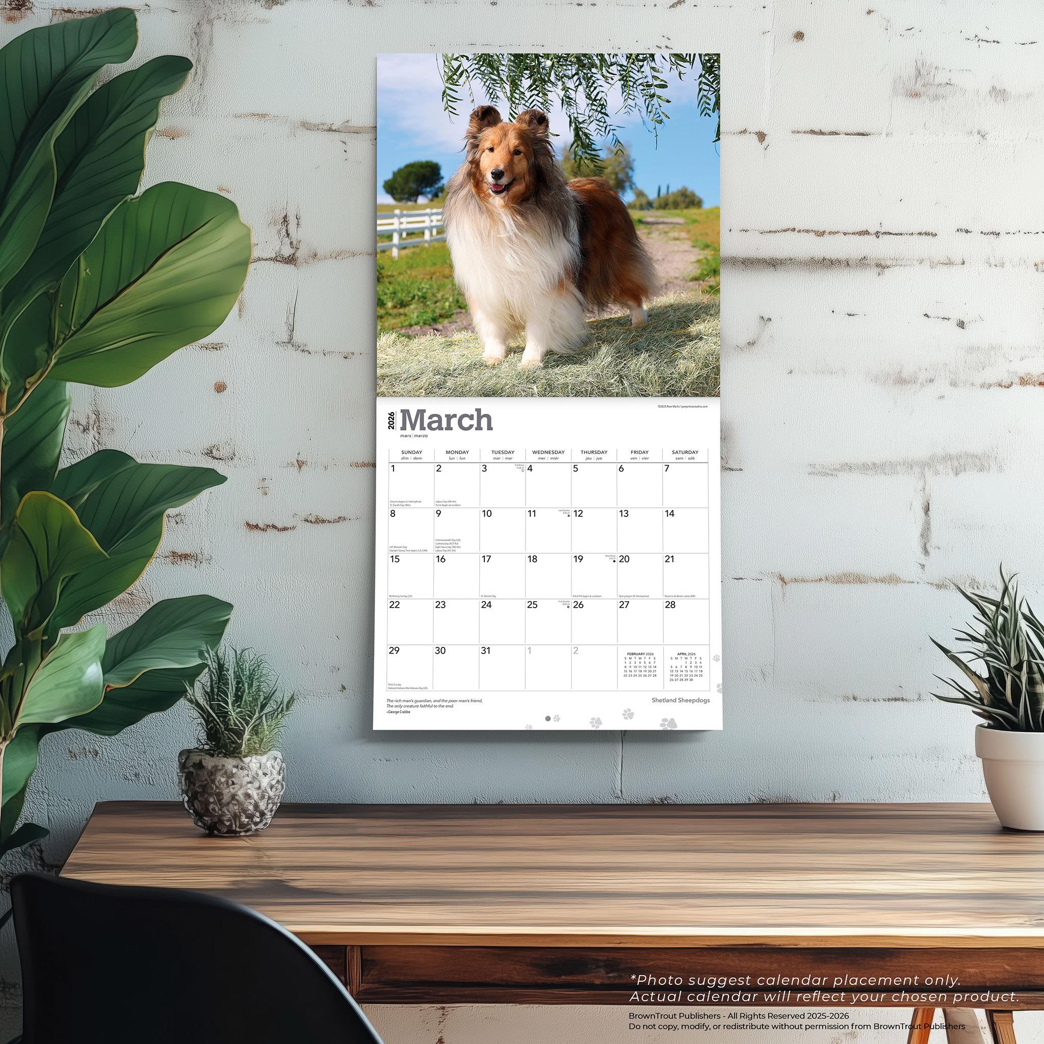 Calendrier mural 2026 des Bergers des Shetland - Disponible uniquement en ligne