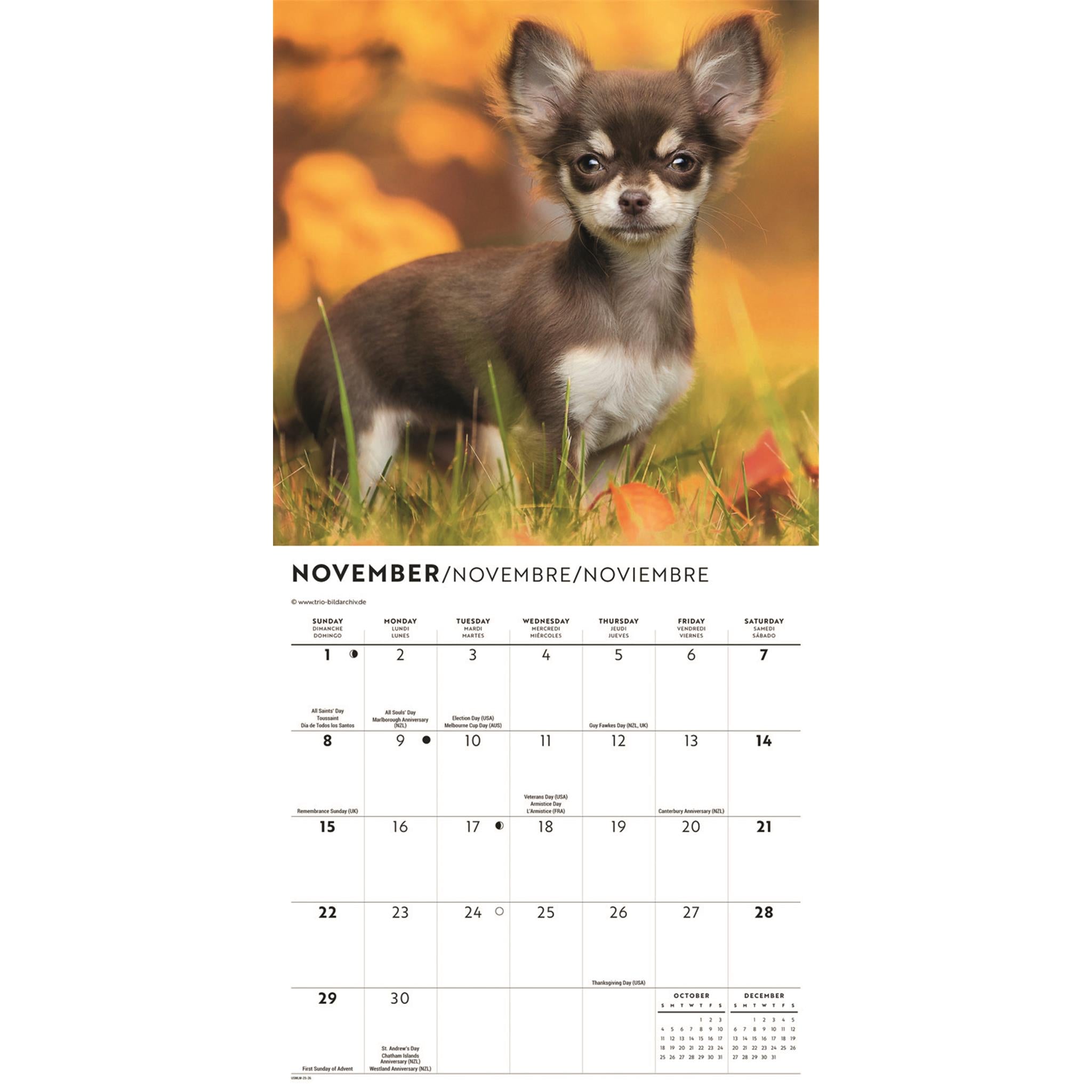 Mini calendrier des chiots Chihuahua 2026