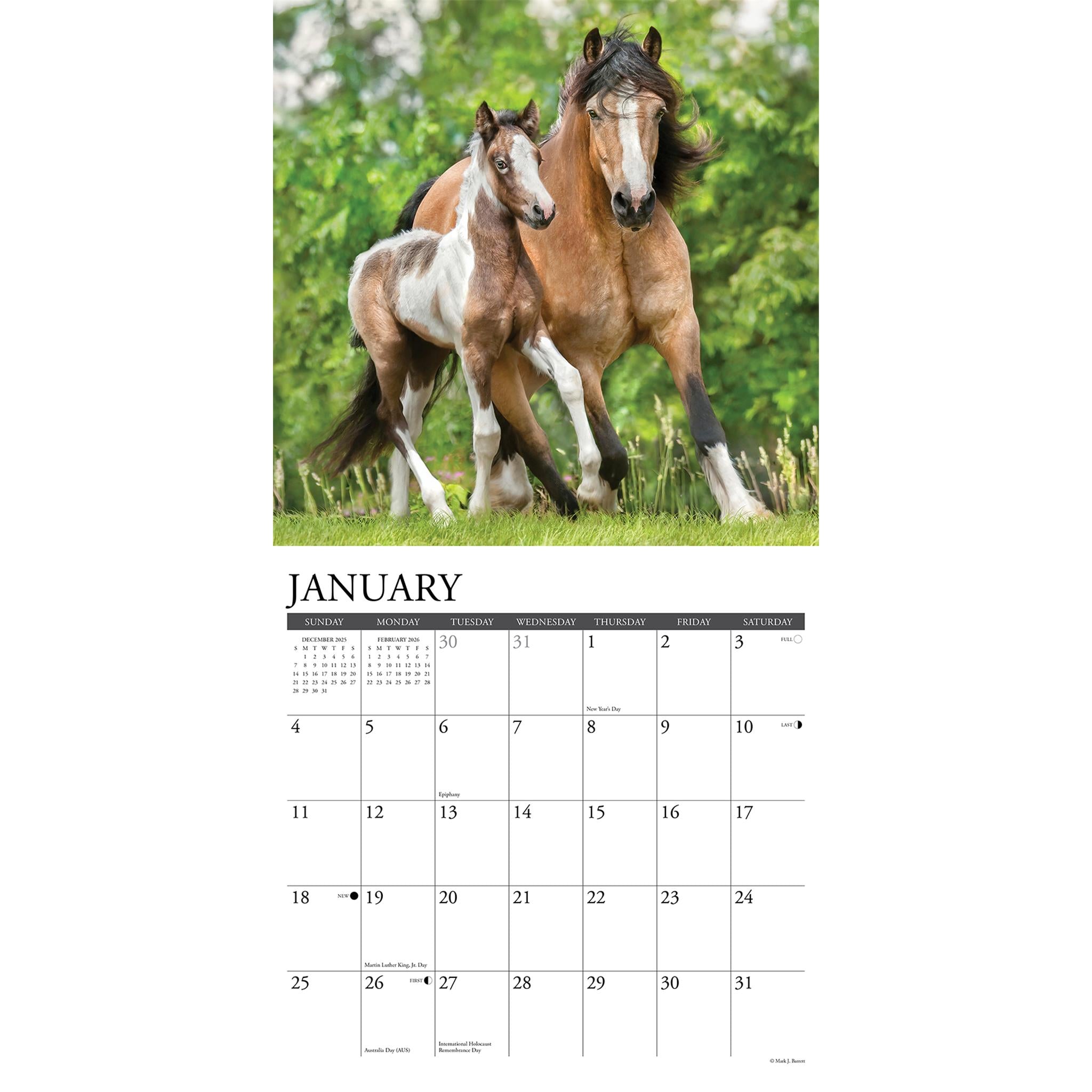Calendrier mural Paint Horses 2026