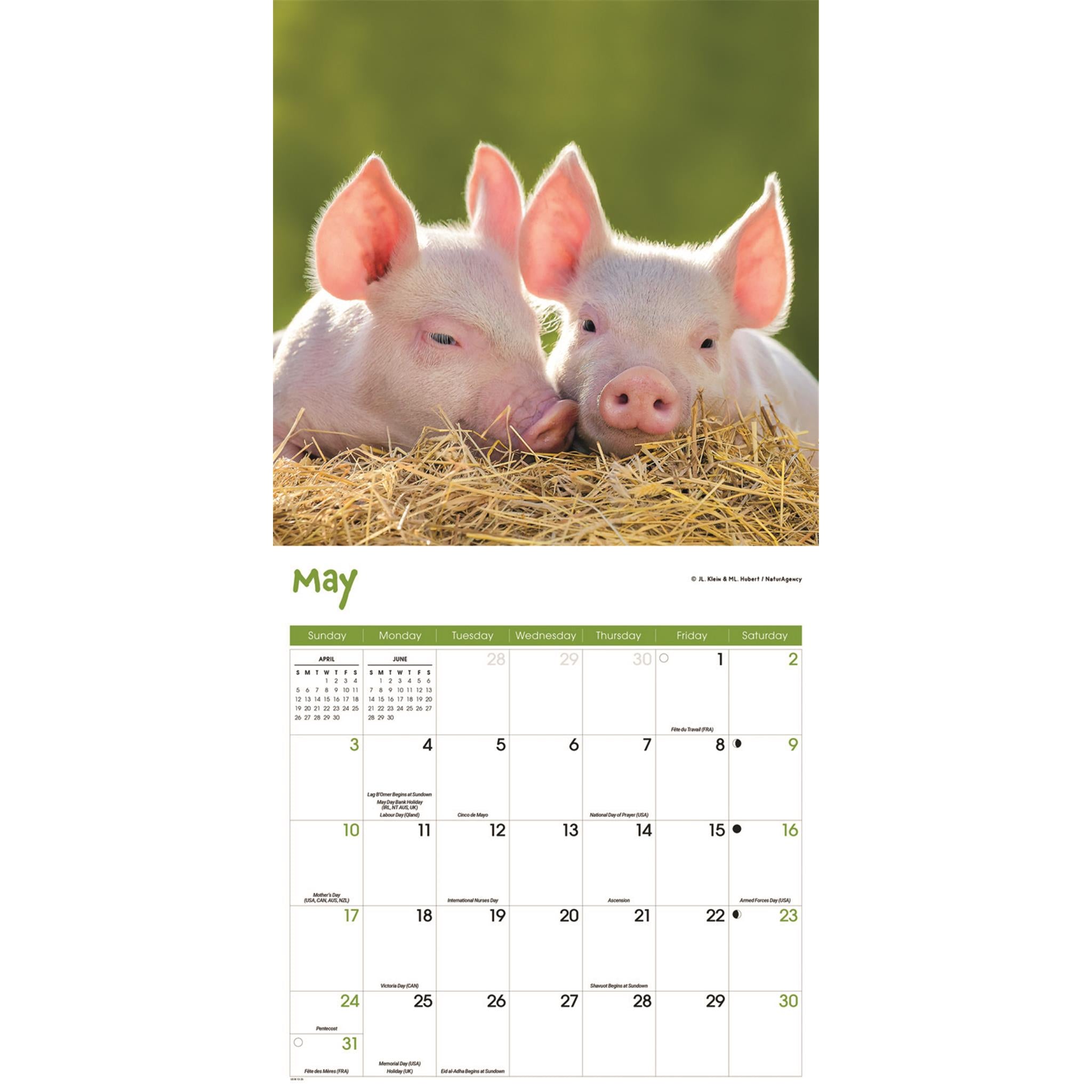 Mini Pigs 2026 Wall Calendar