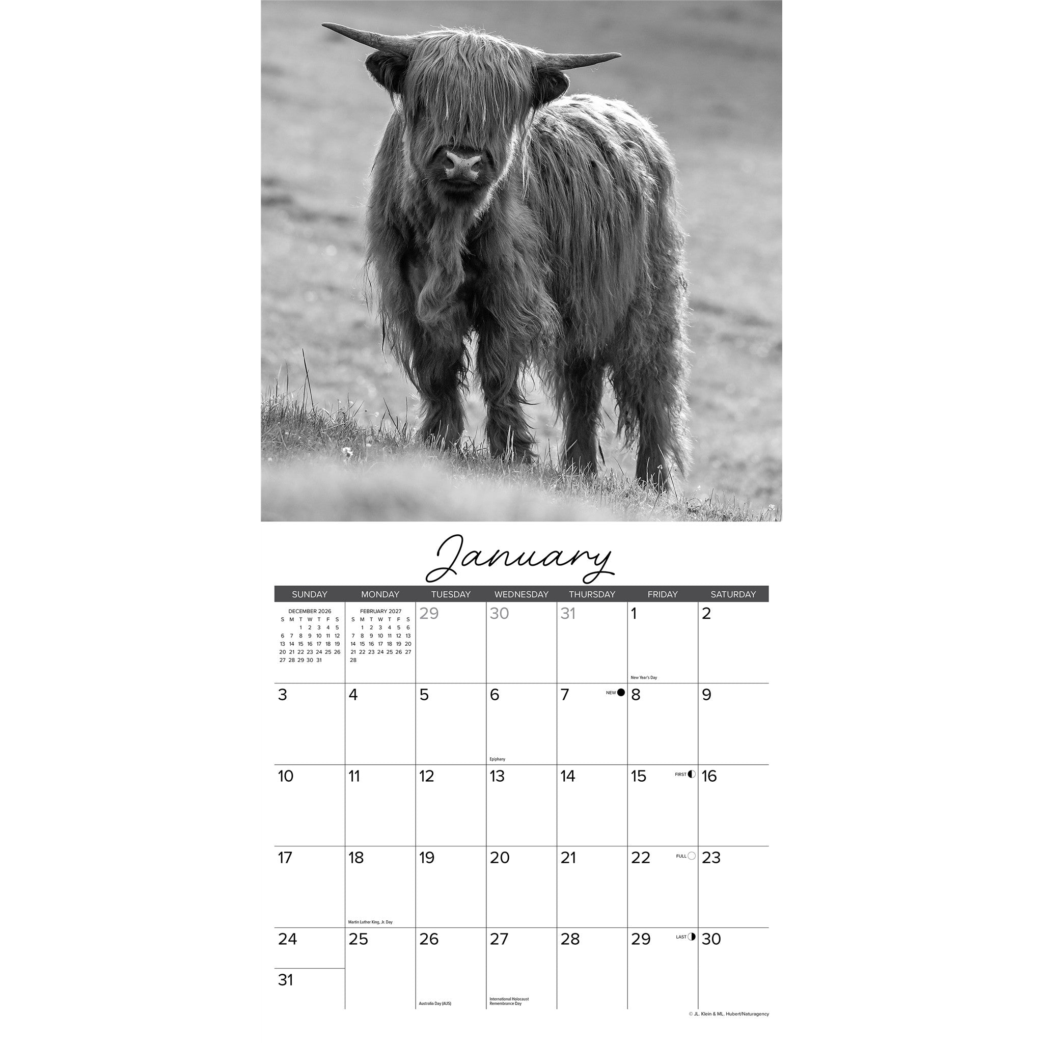 Highland Cows (Black &White) 2027 Wall Calendar