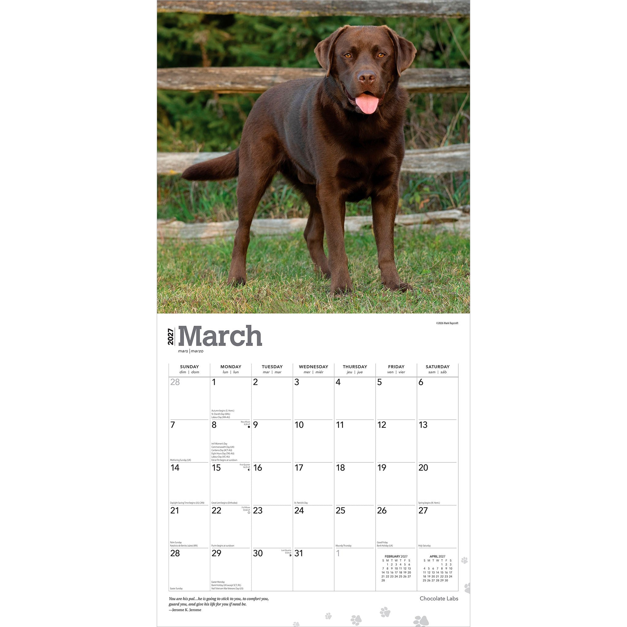 Chocolate Labs 2027 Wall Calendar