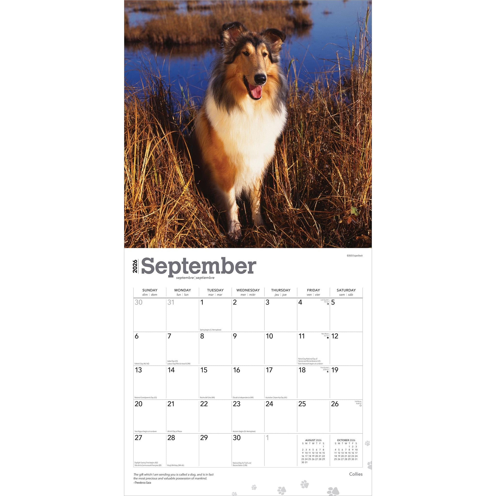 Collies 2026 Wall Calendar
