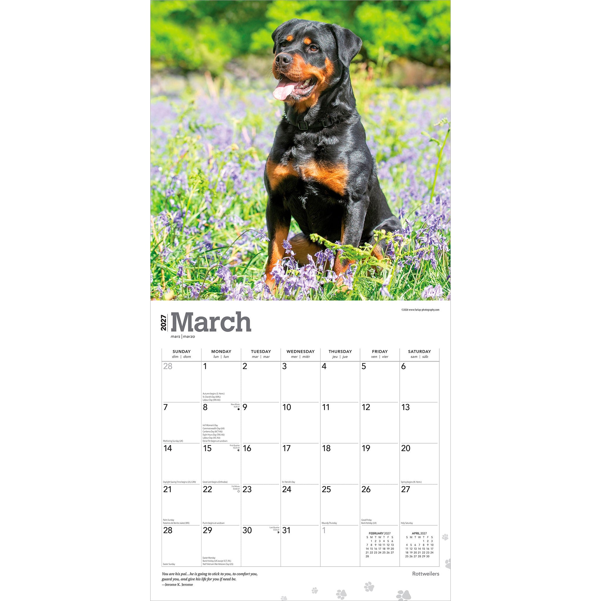 Rottweilers 2027 Wall Calendar