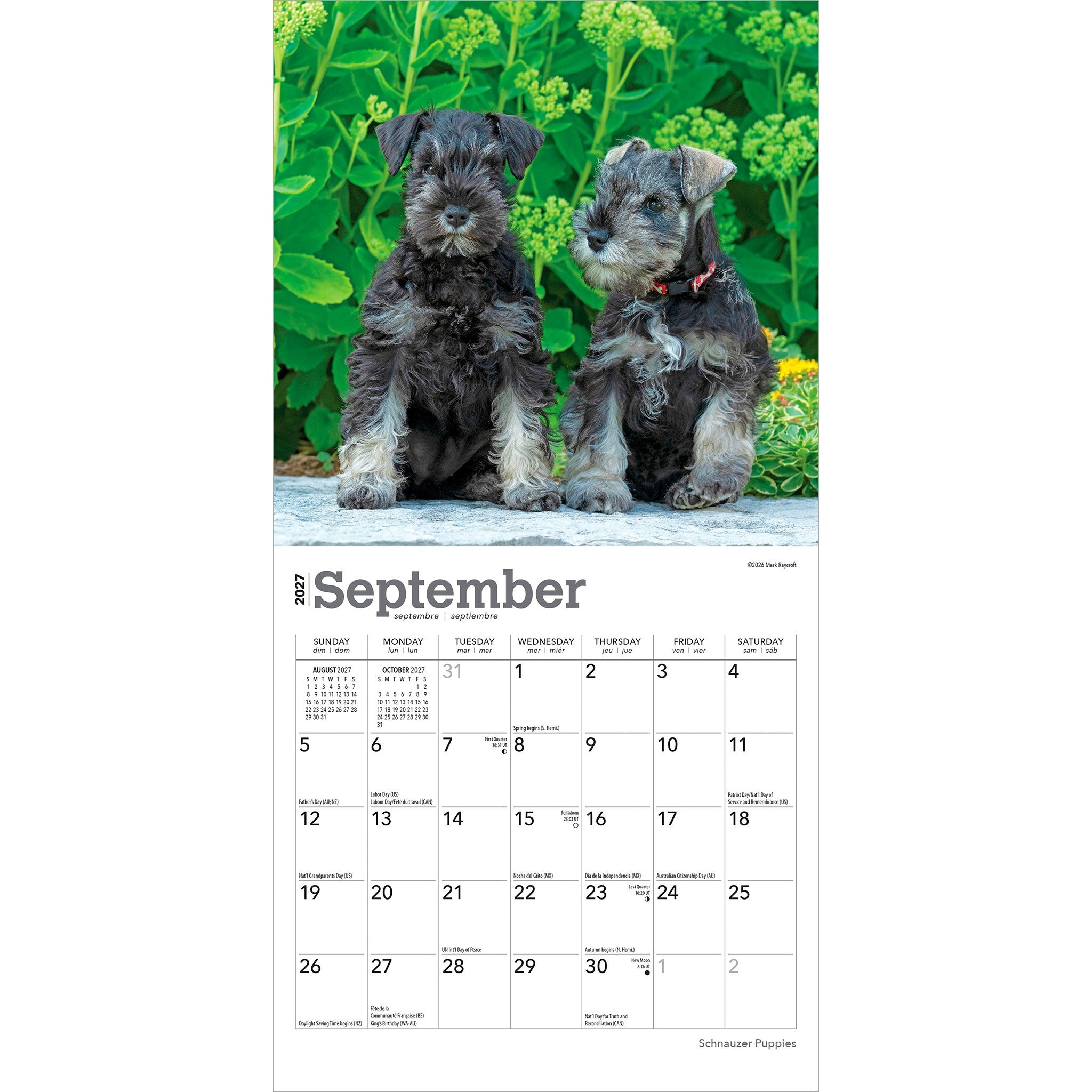 Schnauzer Puppies 2027 Mini Calendar