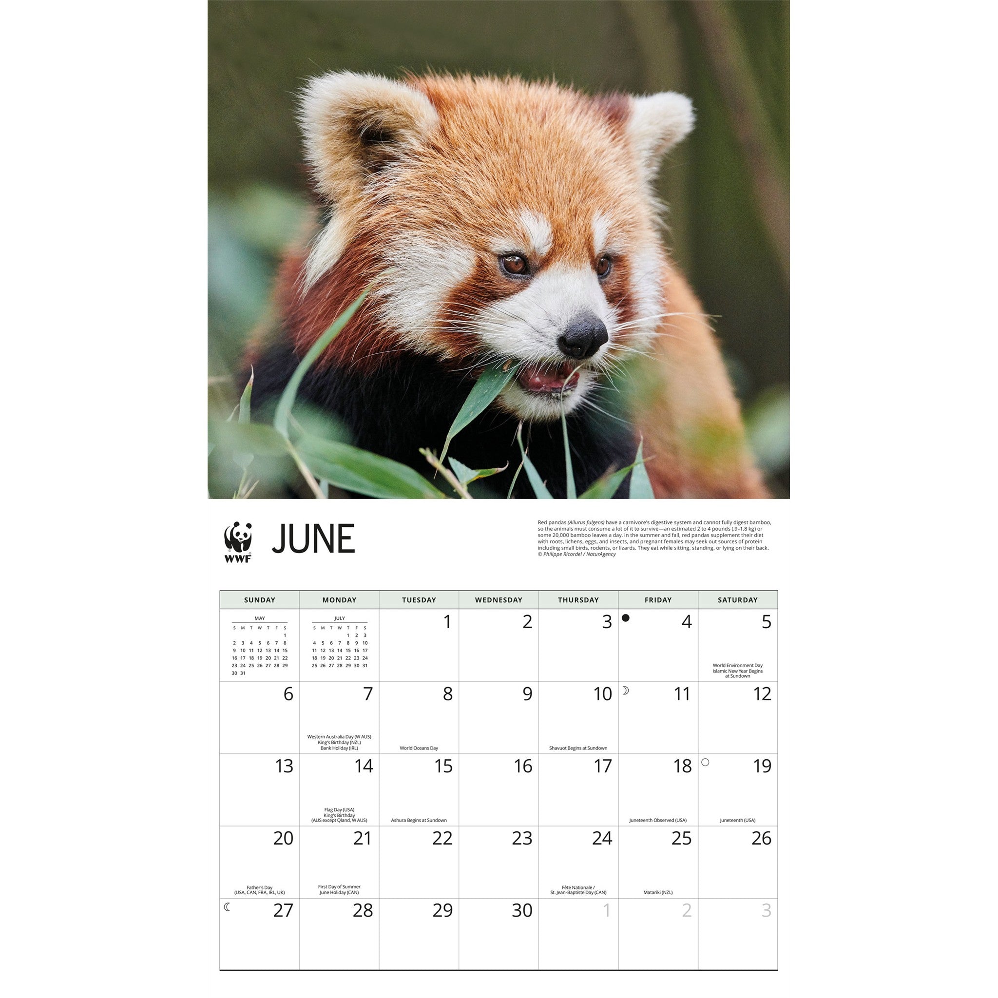 Calendrier mural 2027 Pandas roux du Fonds mondial pour la nature