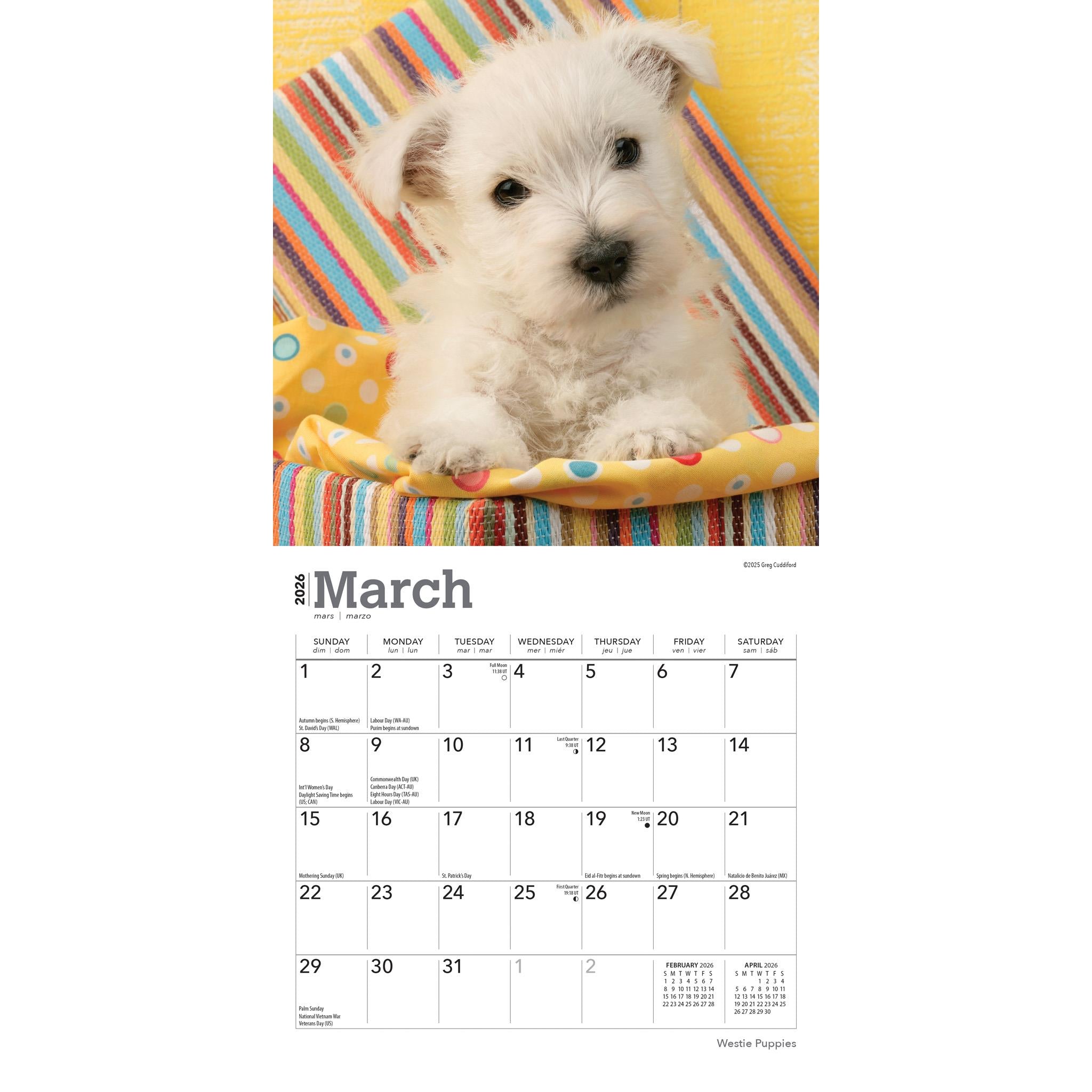 West Highland White Terrier Puppies 2026 Mini Calendar