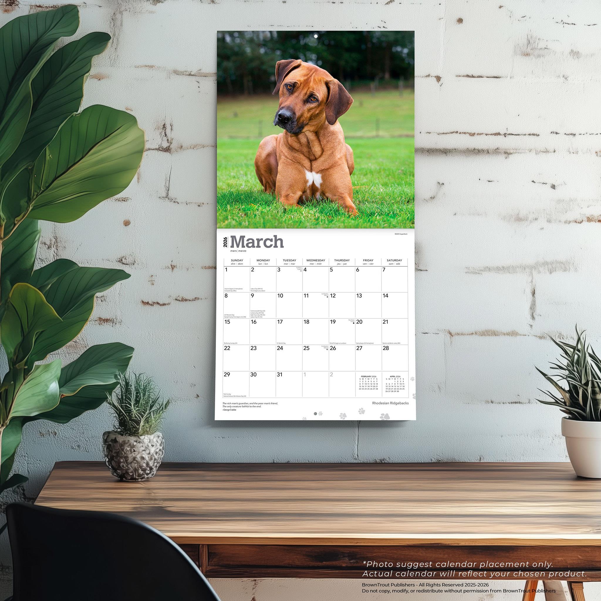 Calendrier mural Rhodesian Ridgebacks 2026