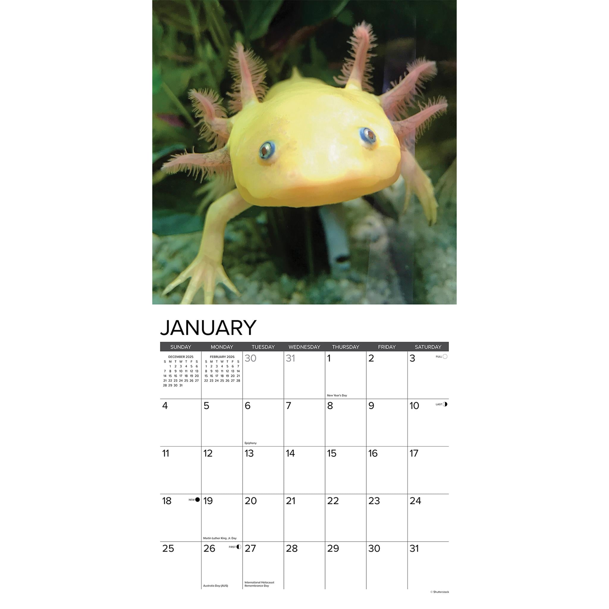 Calendrier mural Axolotls 2026