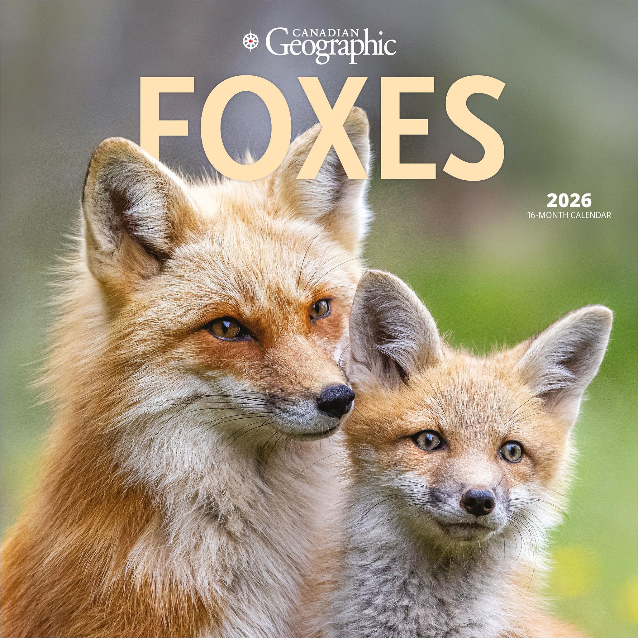 Calendrier mural Canadian Geographic Foxes 2026 - Disponible uniquement en ligne