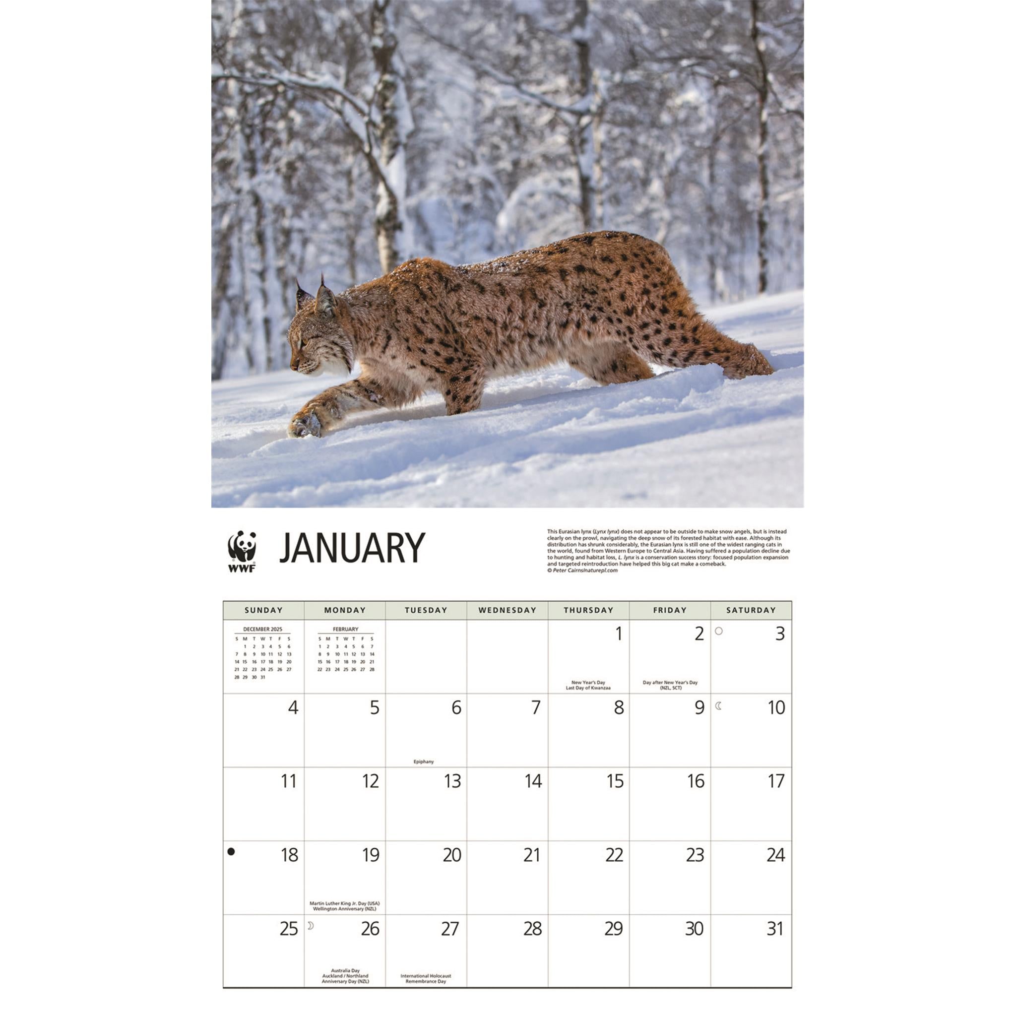 World Wildlife Fund Wild Cats 2026 Wall Calendar