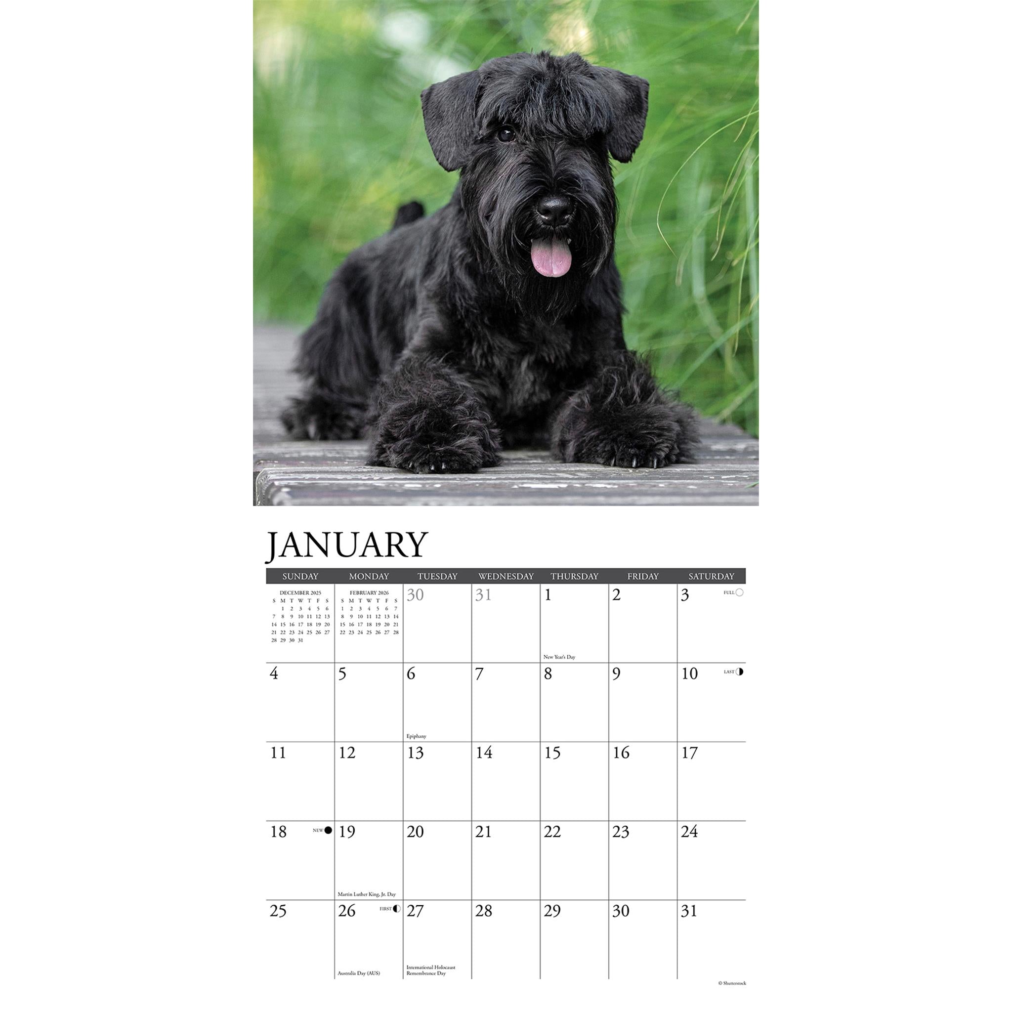 Calendrier mural Just Schnauzers 2026 - Disponible uniquement en ligne