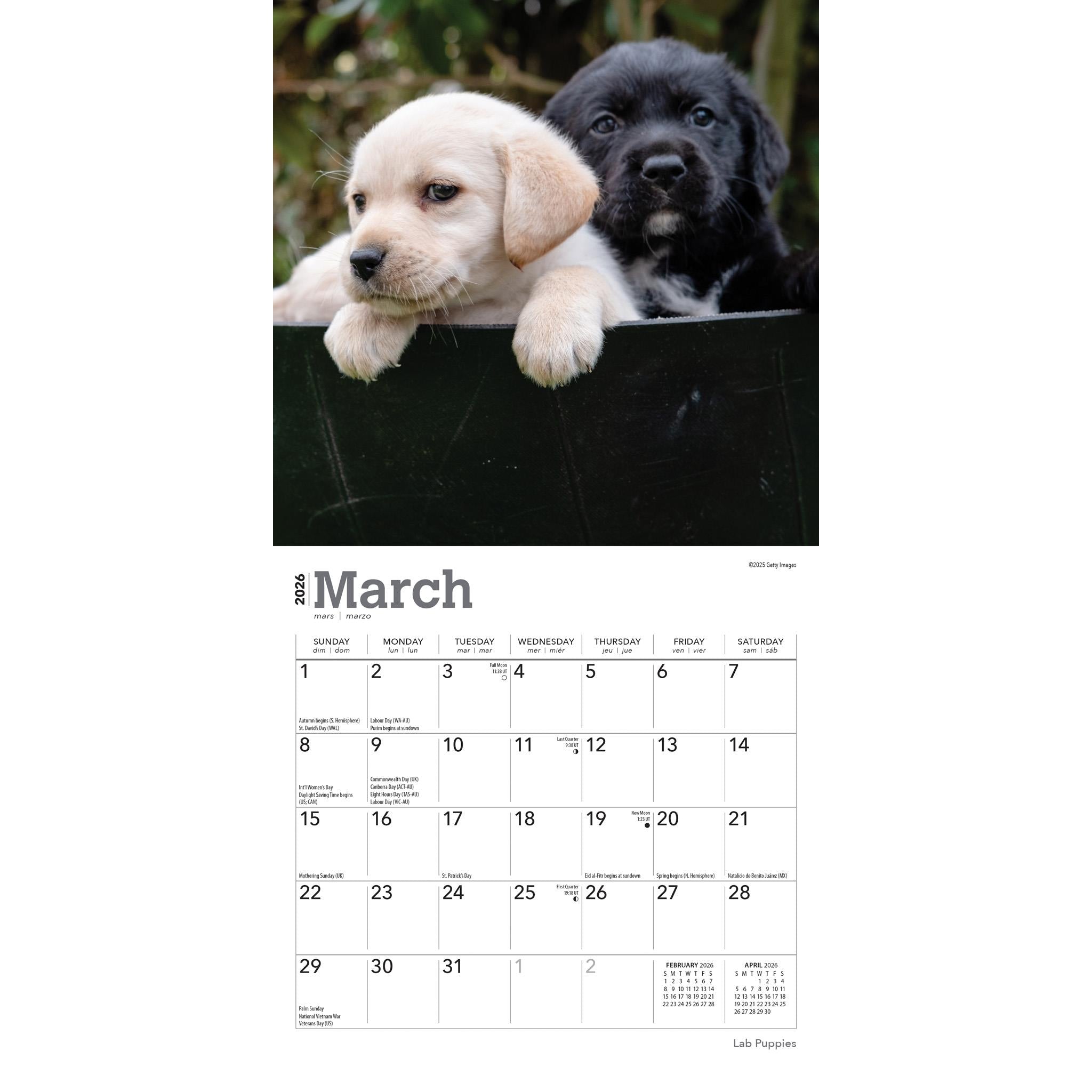 Lab Puppies 2026 Mini Calendar