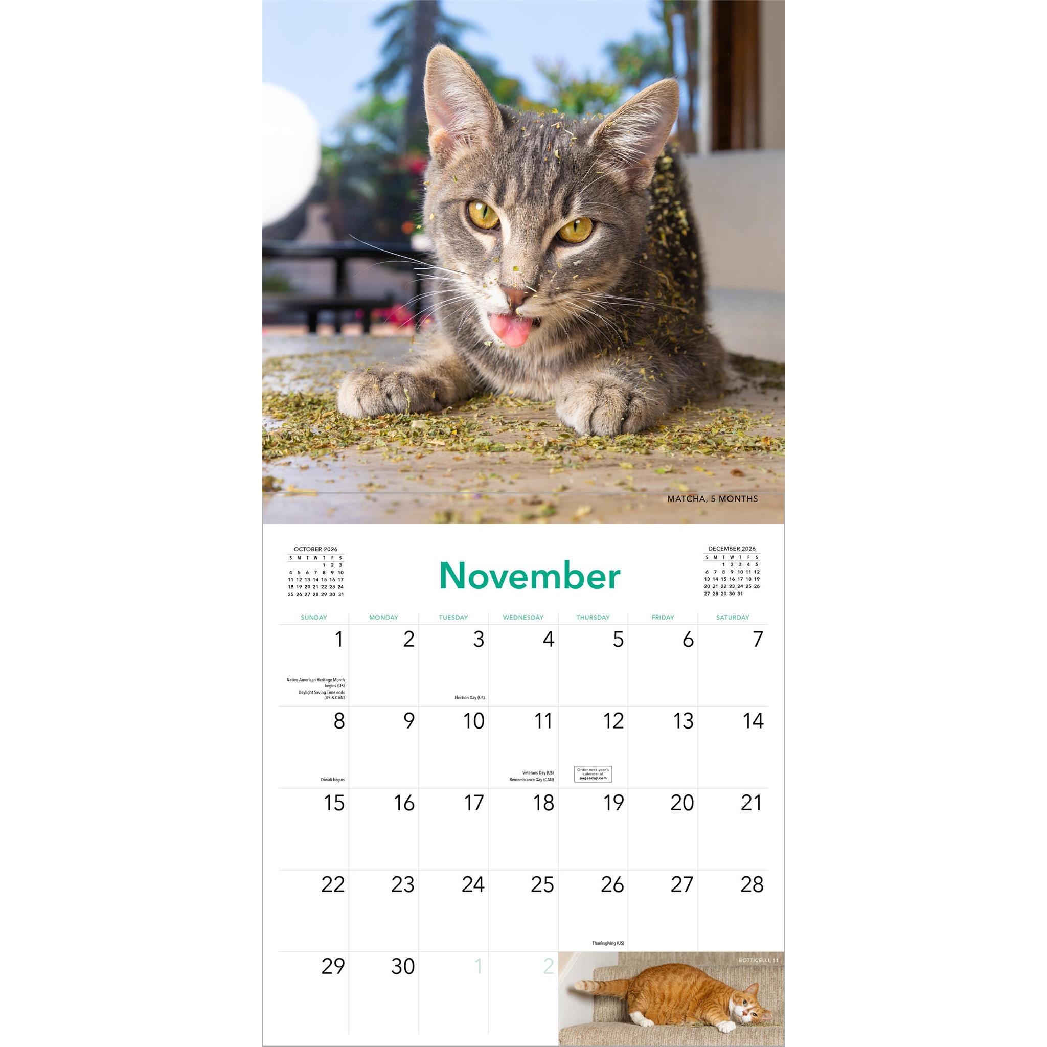 Calendrier mural Chats sous herbe à chat 2026