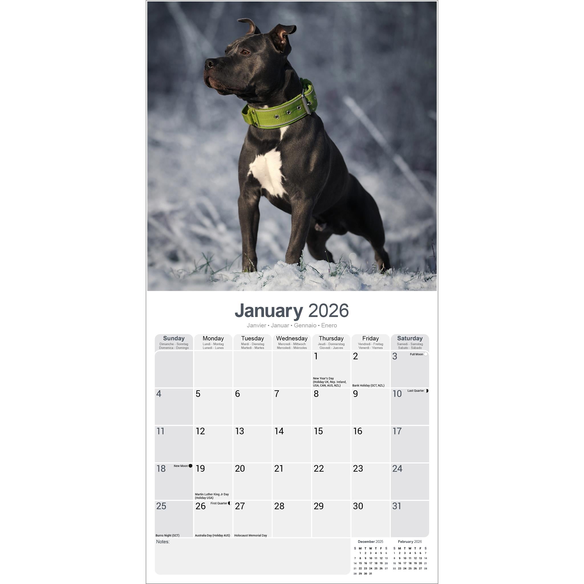 American Staffordshire Terrier 2026 Wall Calendar - Online Only