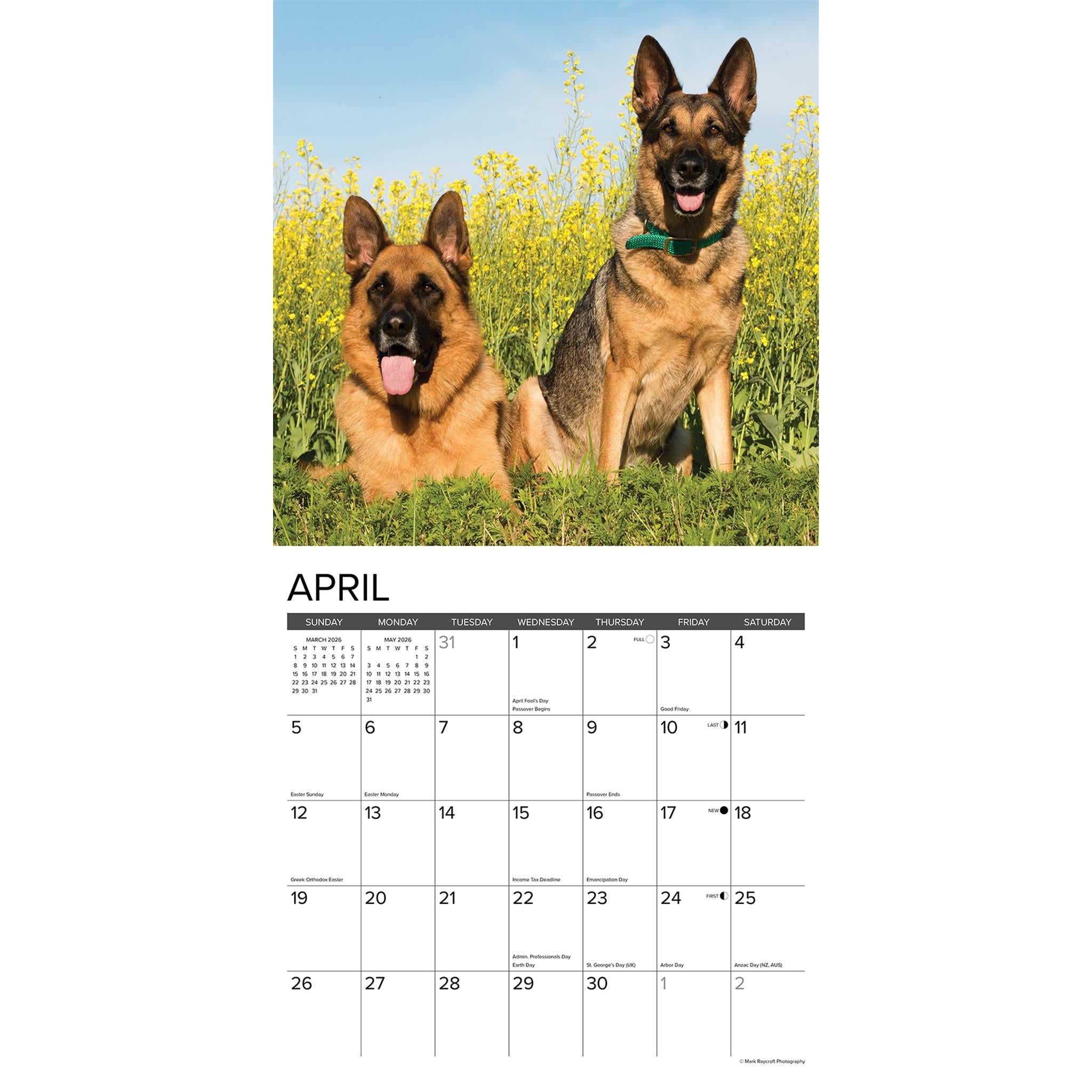 Calendrier mural 2026 Just German Shepherds