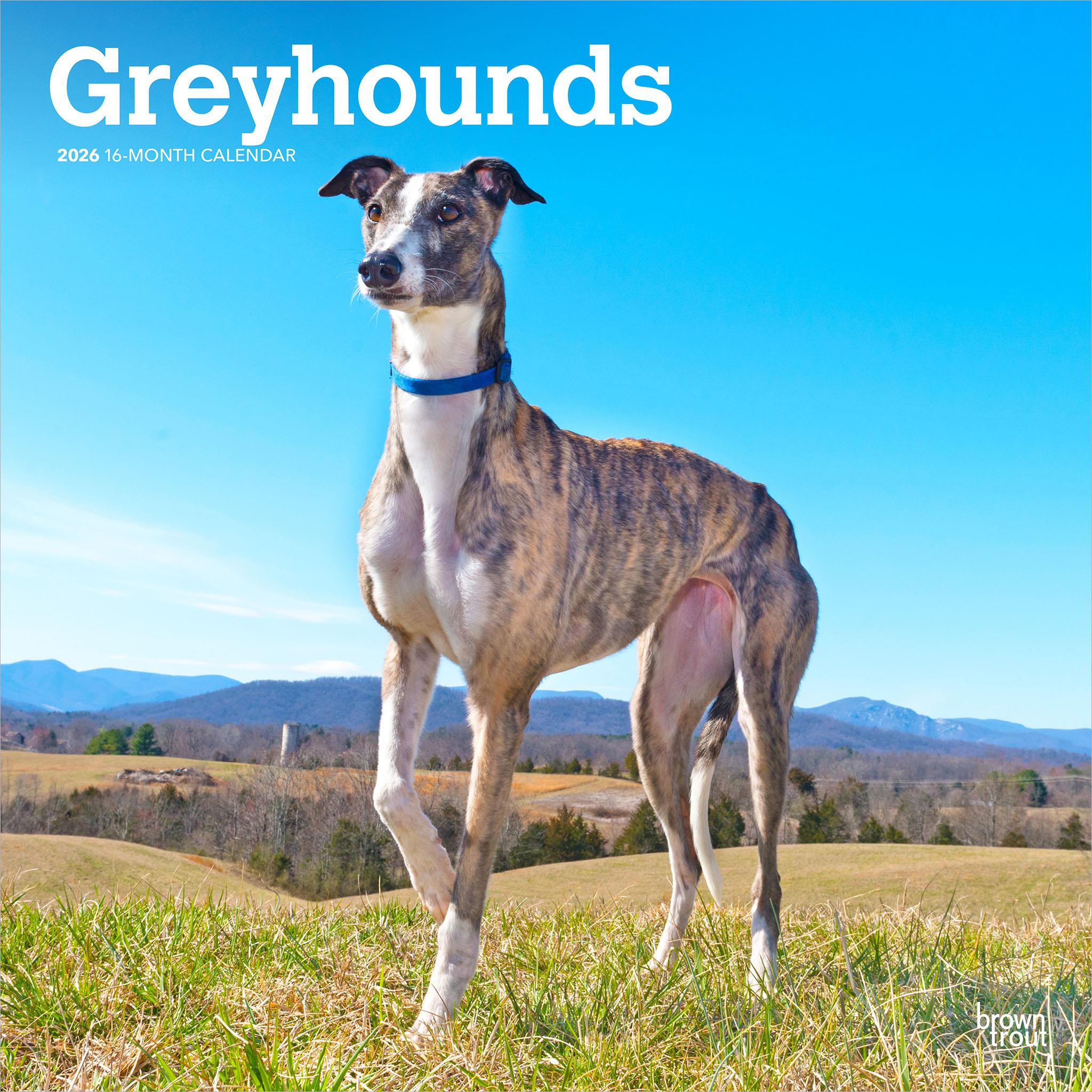 Calendrier mural Greyhounds 2026