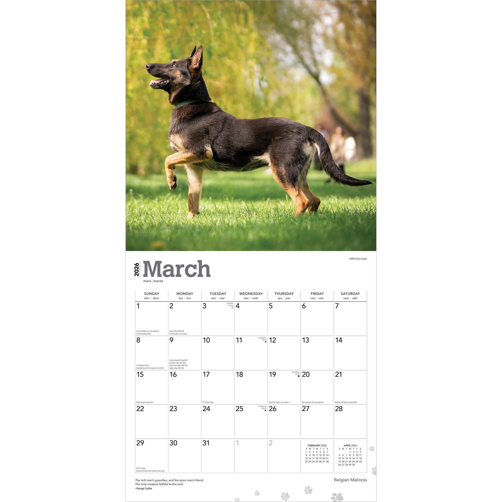 Belgian Malinois 2026 Wall Calendar - Online Only