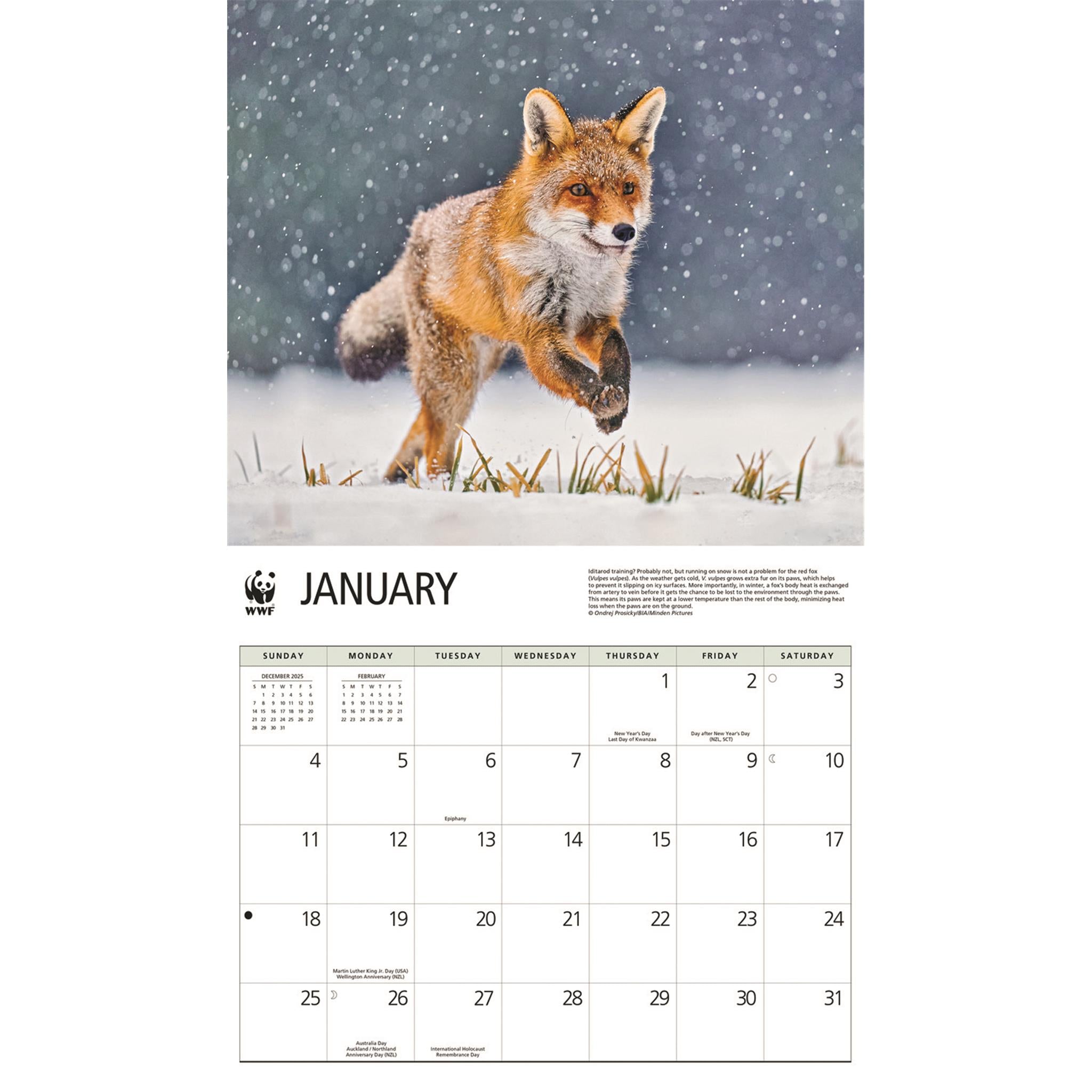 World Wildlife Fund Foxes 2026 Wall Calendar