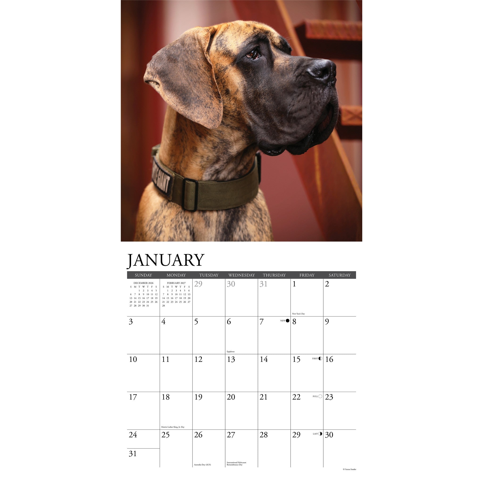 Great Danes 2027 Wall Calendar