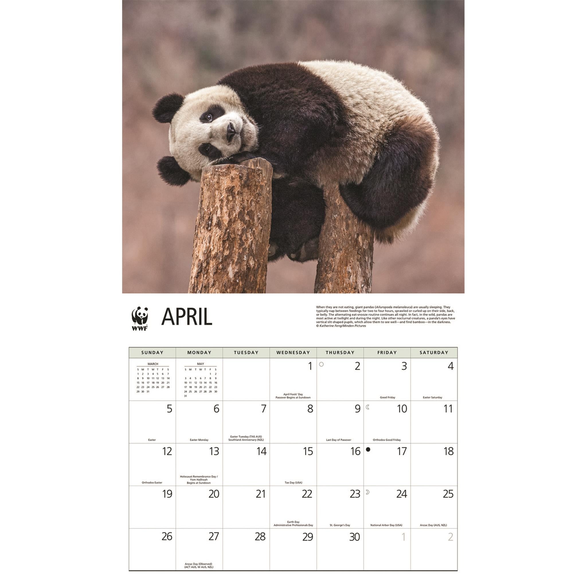 Calendrier mural 2026 du Fonds mondial pour la nature (WWF) sur les pandas géants