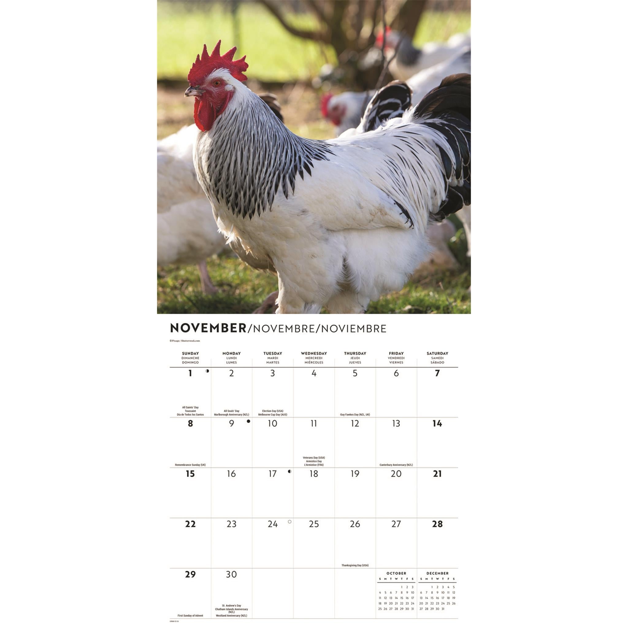 Calendrier mural des poulets 2026
