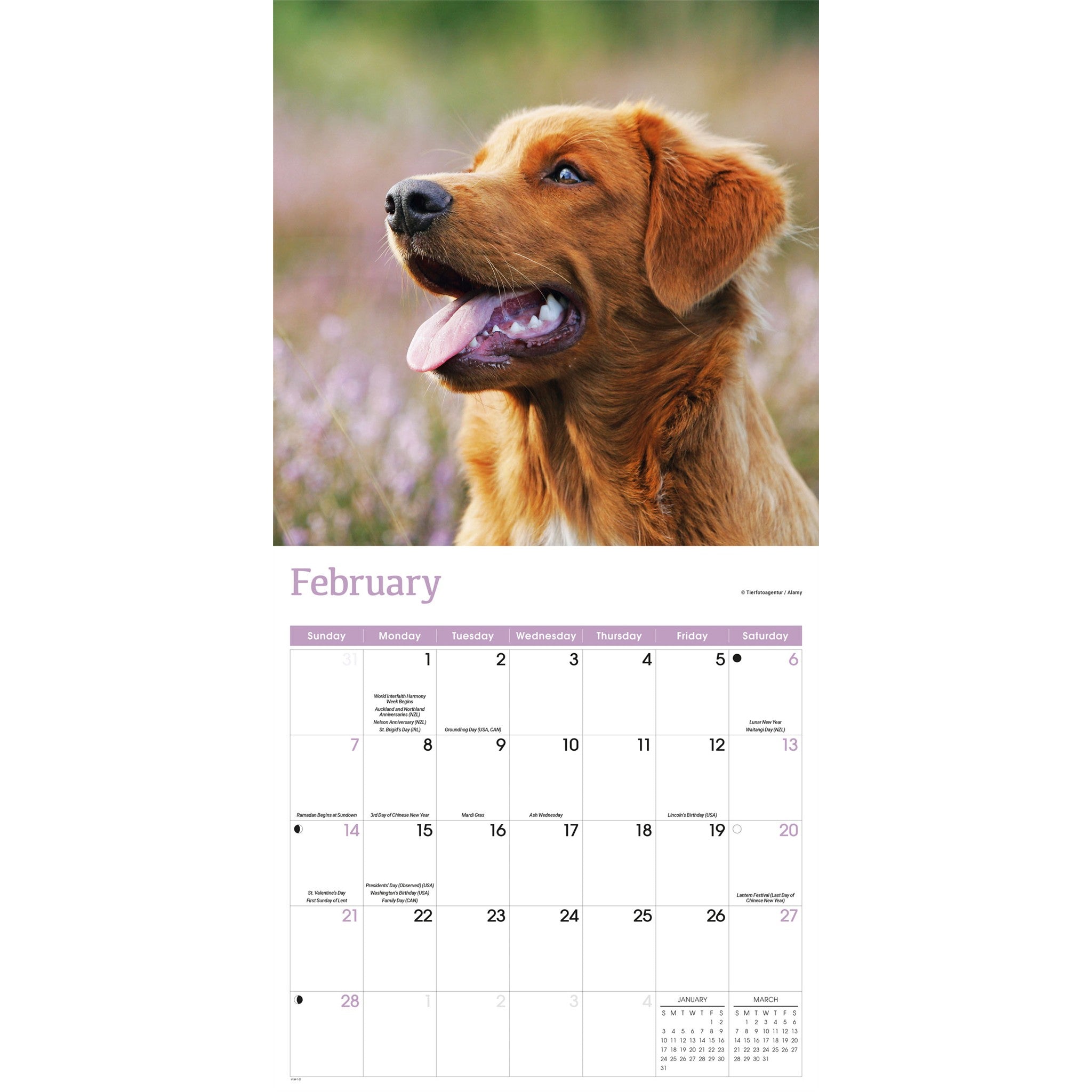 Calendrier mural 2027 Nova Scotia Duck Tolling Retriever