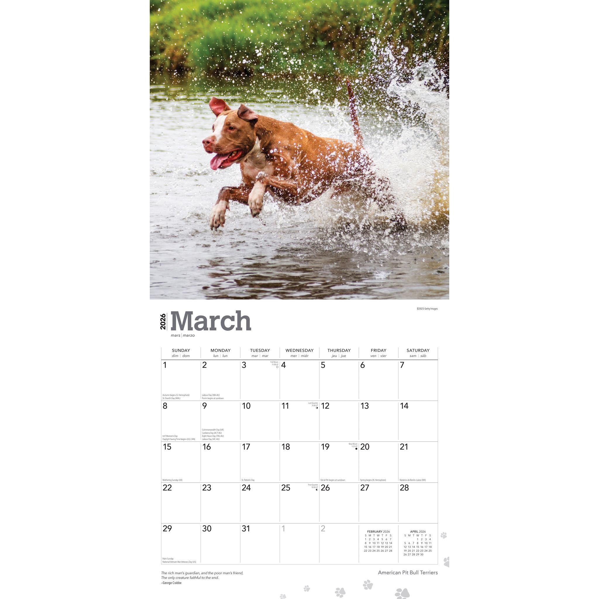Calendrier mural 2026 des American Pit Bull Terriers