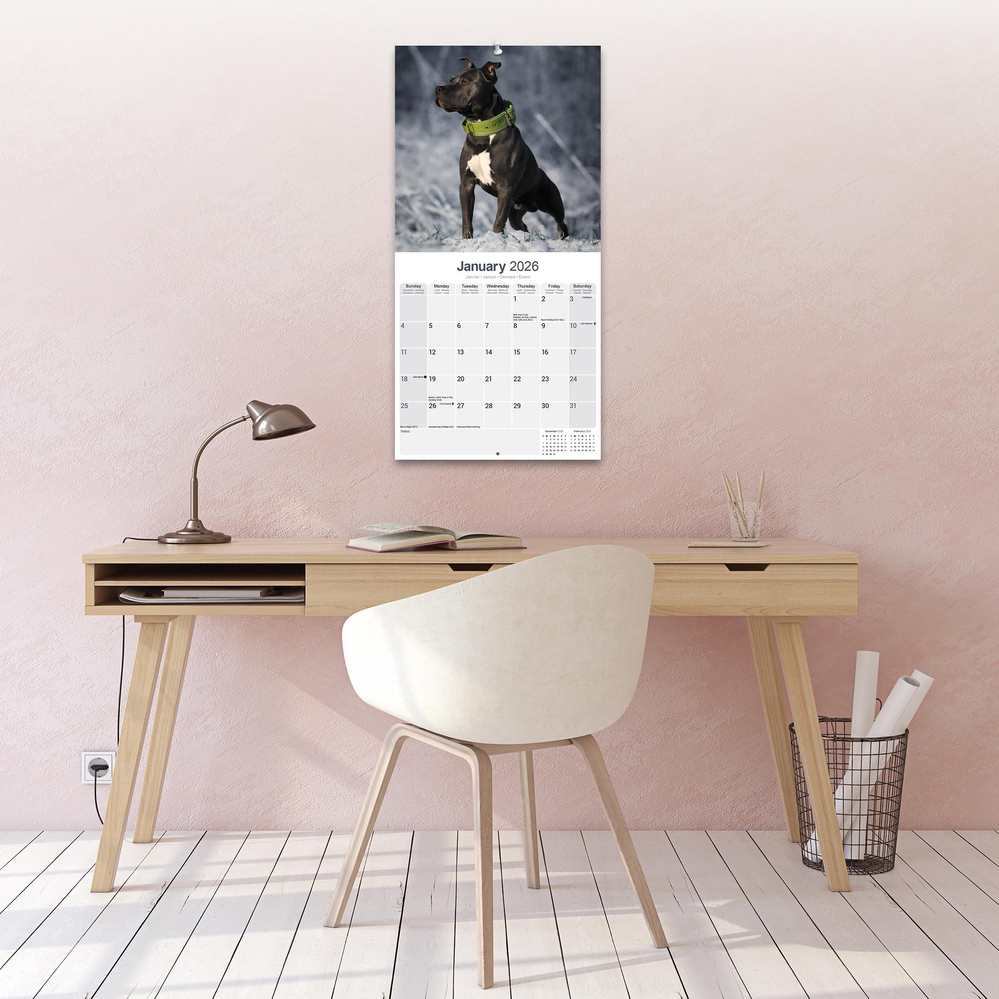 American Staffordshire Terrier 2026 Wall Calendar - Online Only