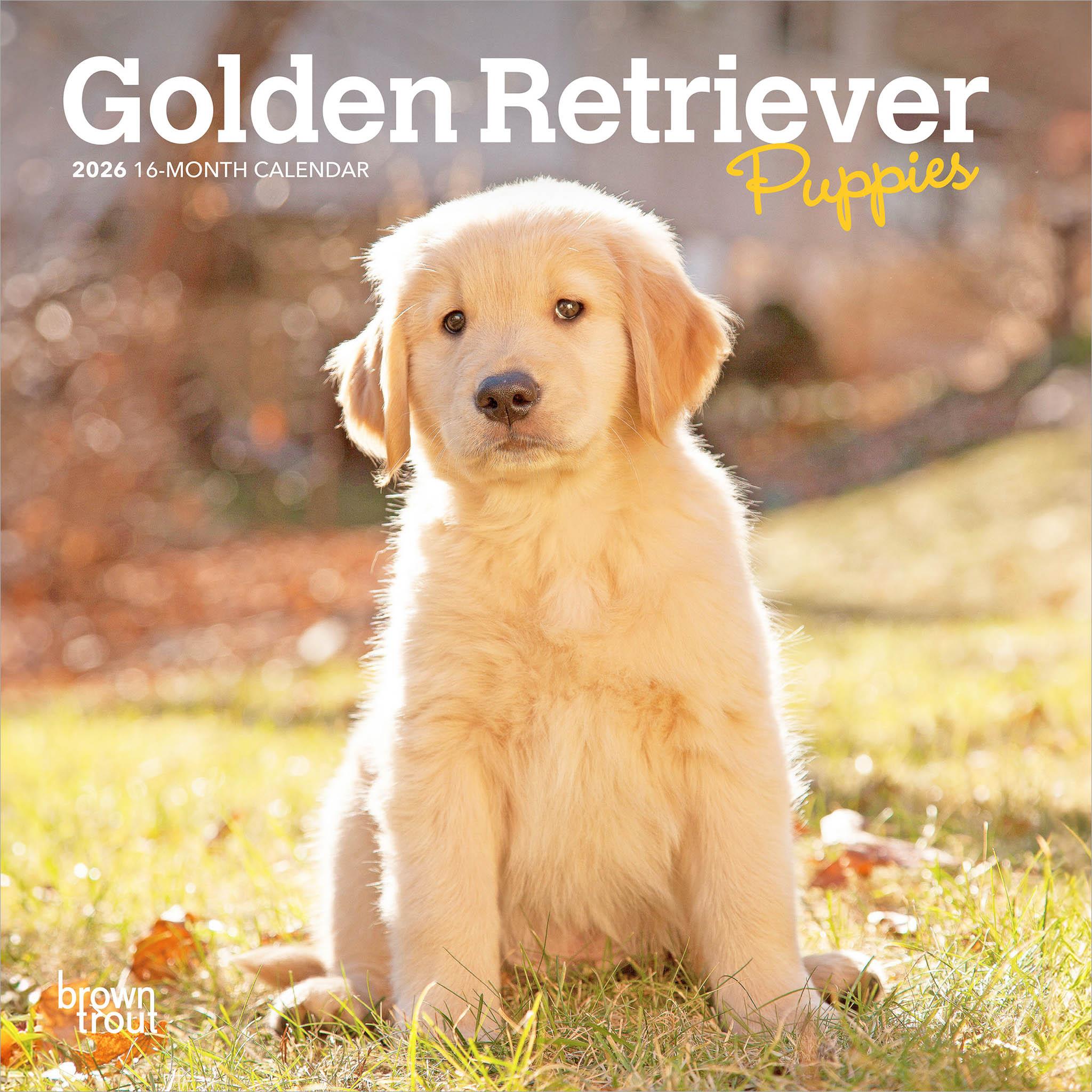 Mini calendrier 2026 des chiots Golden Retriever