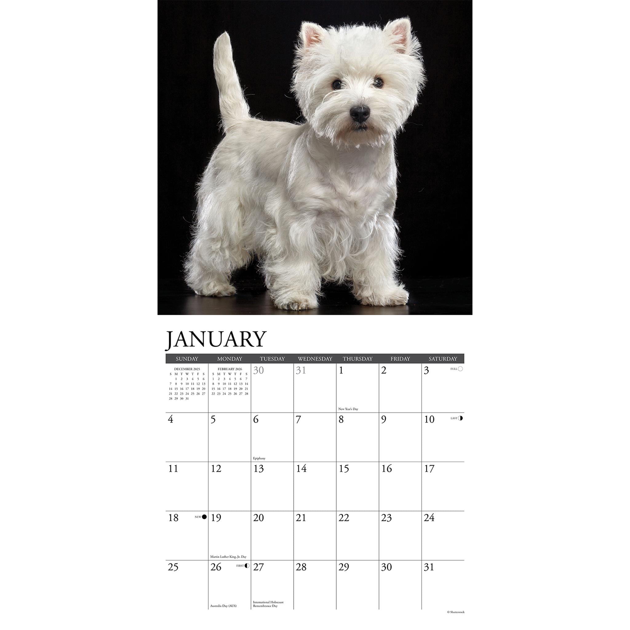 Westies 2026 Just Wall Calendar - Online Only