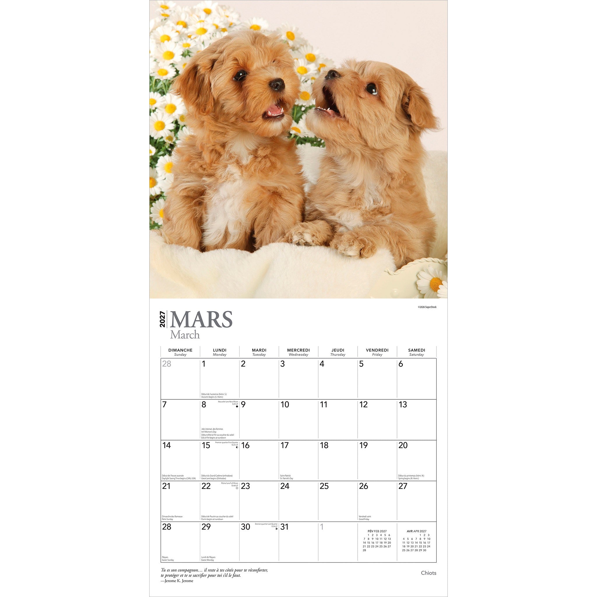 Chiots 2027 Wall Calendar (French)