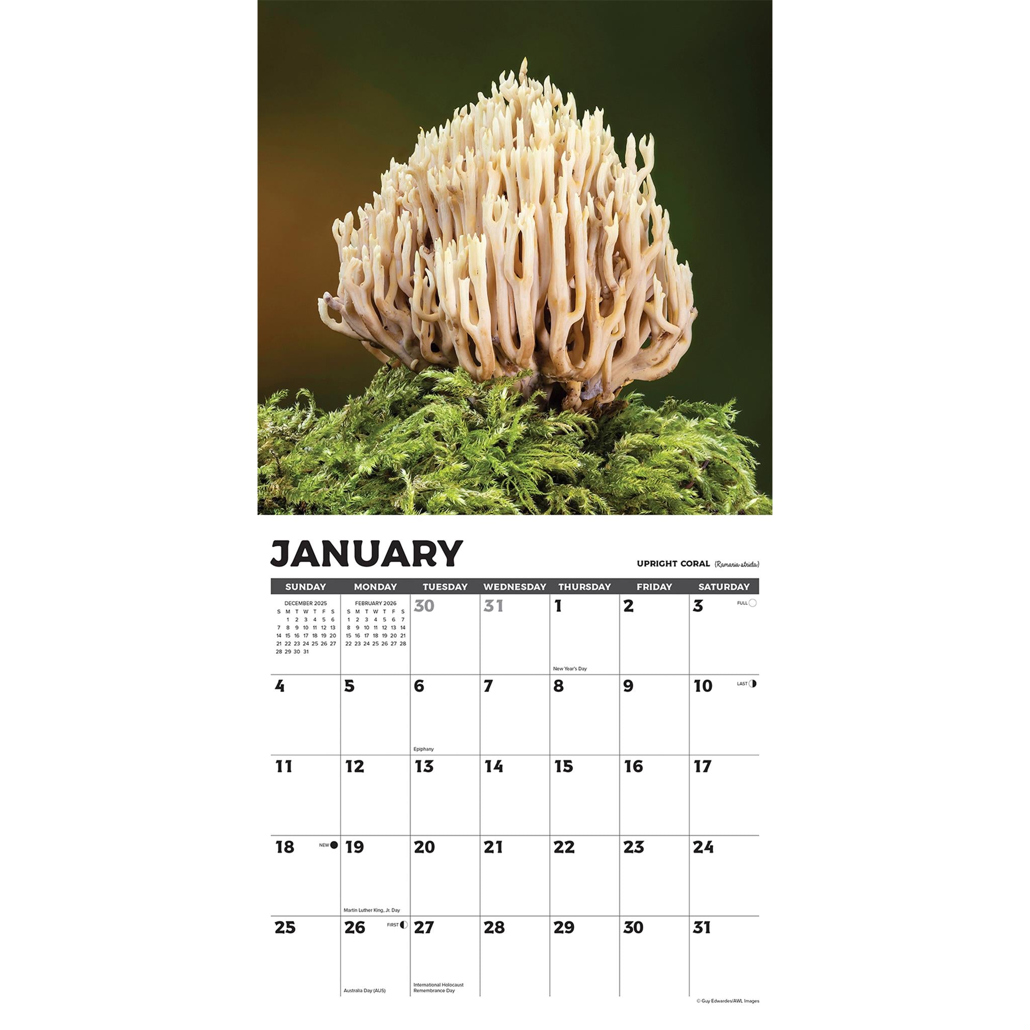 Champignons : L'Art du Calendrier Mural 2026 - Disponible uniquement en ligne