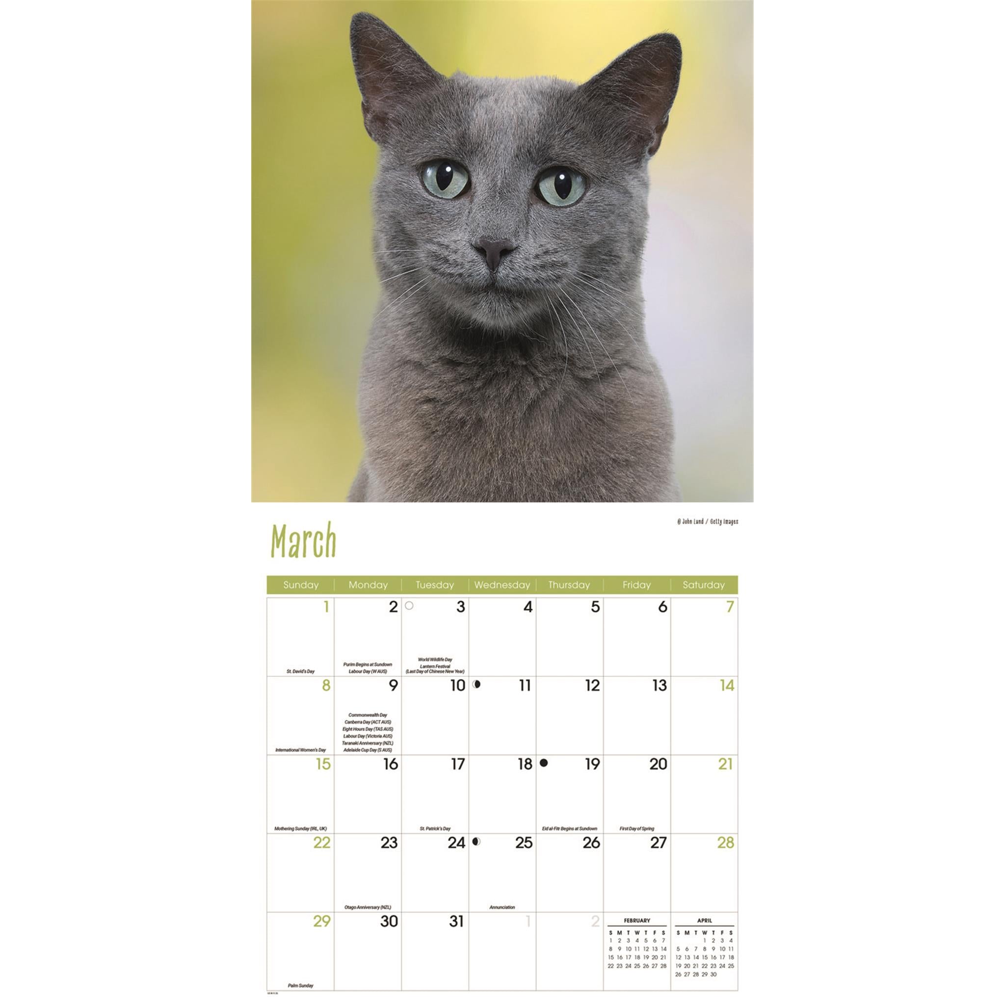 Cats Wall  2026 Calendar