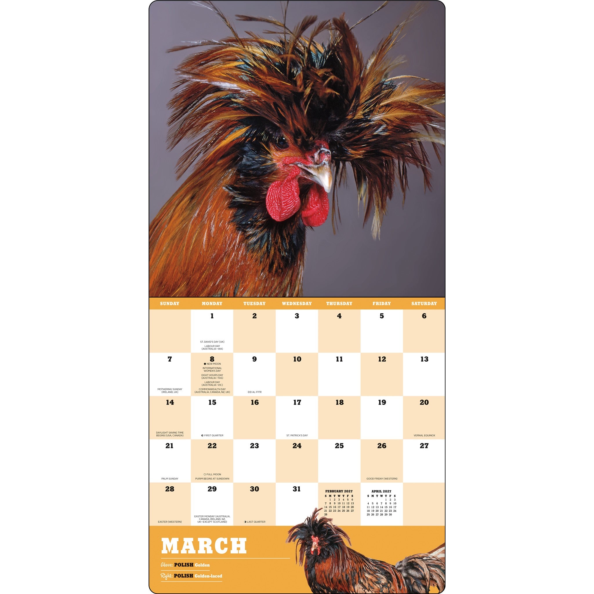 Extraordinary Chickens 2027 Wall Calendar