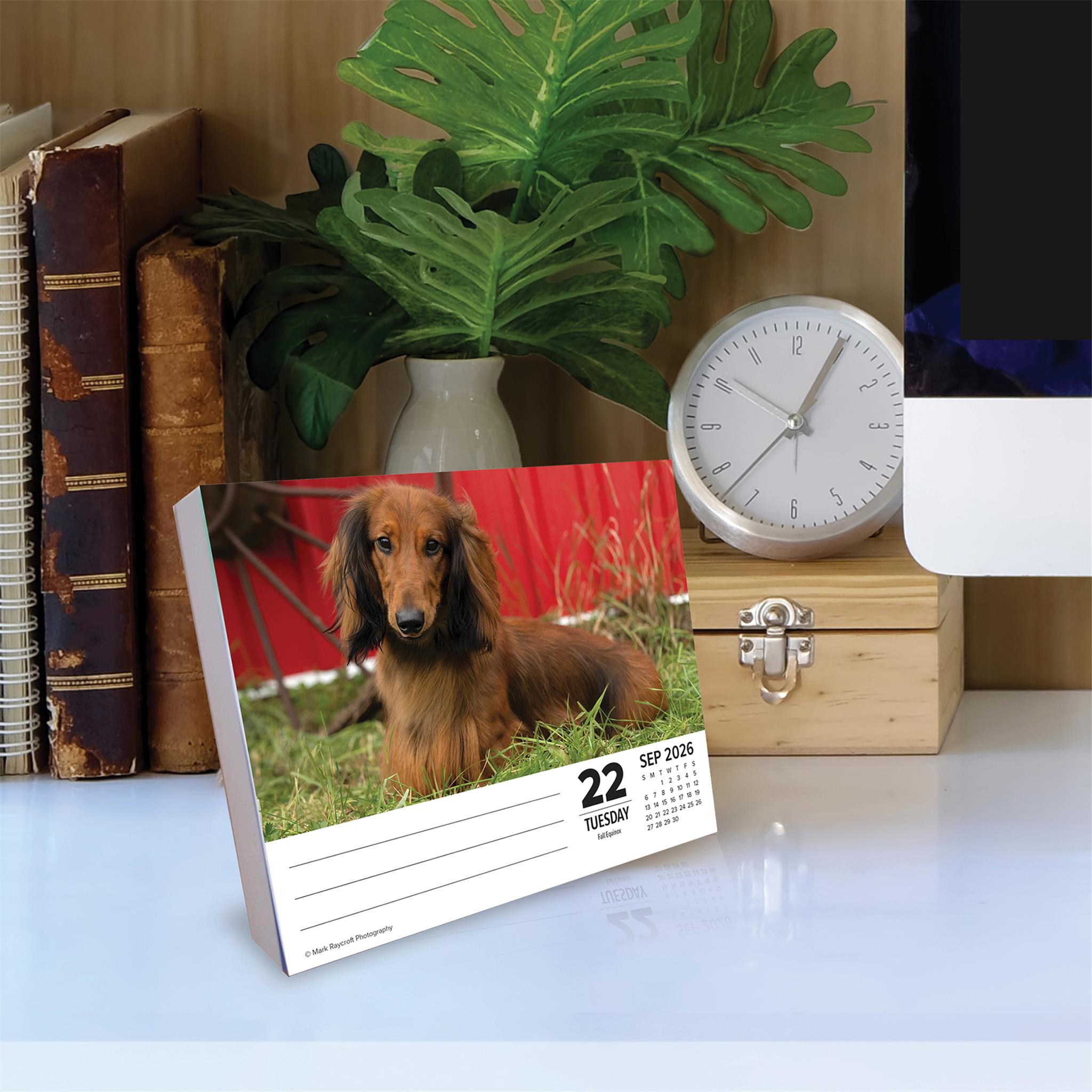 Dachshunds 2026 Just Box Calendar