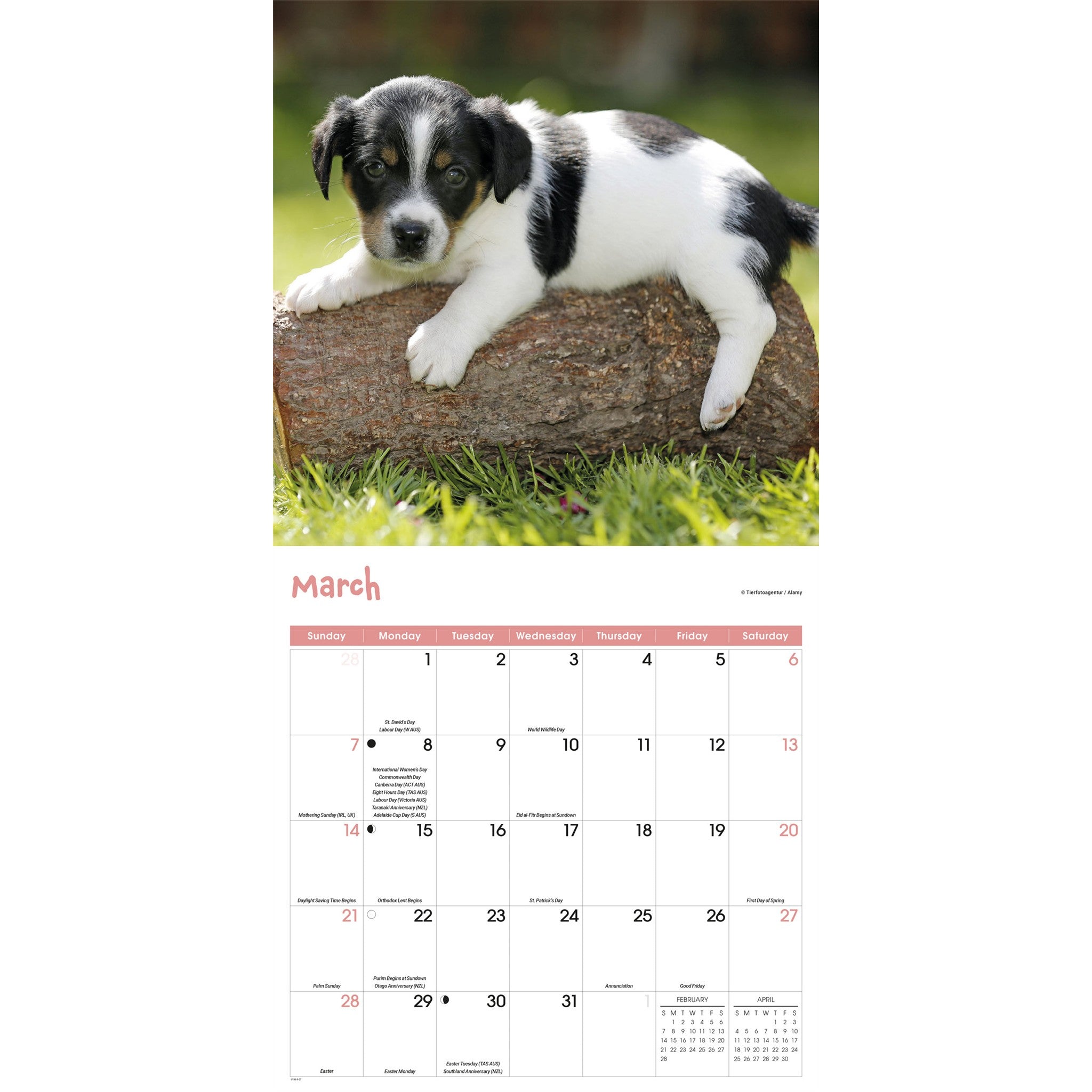 Calendrier mural 2027 Chiots joueurs