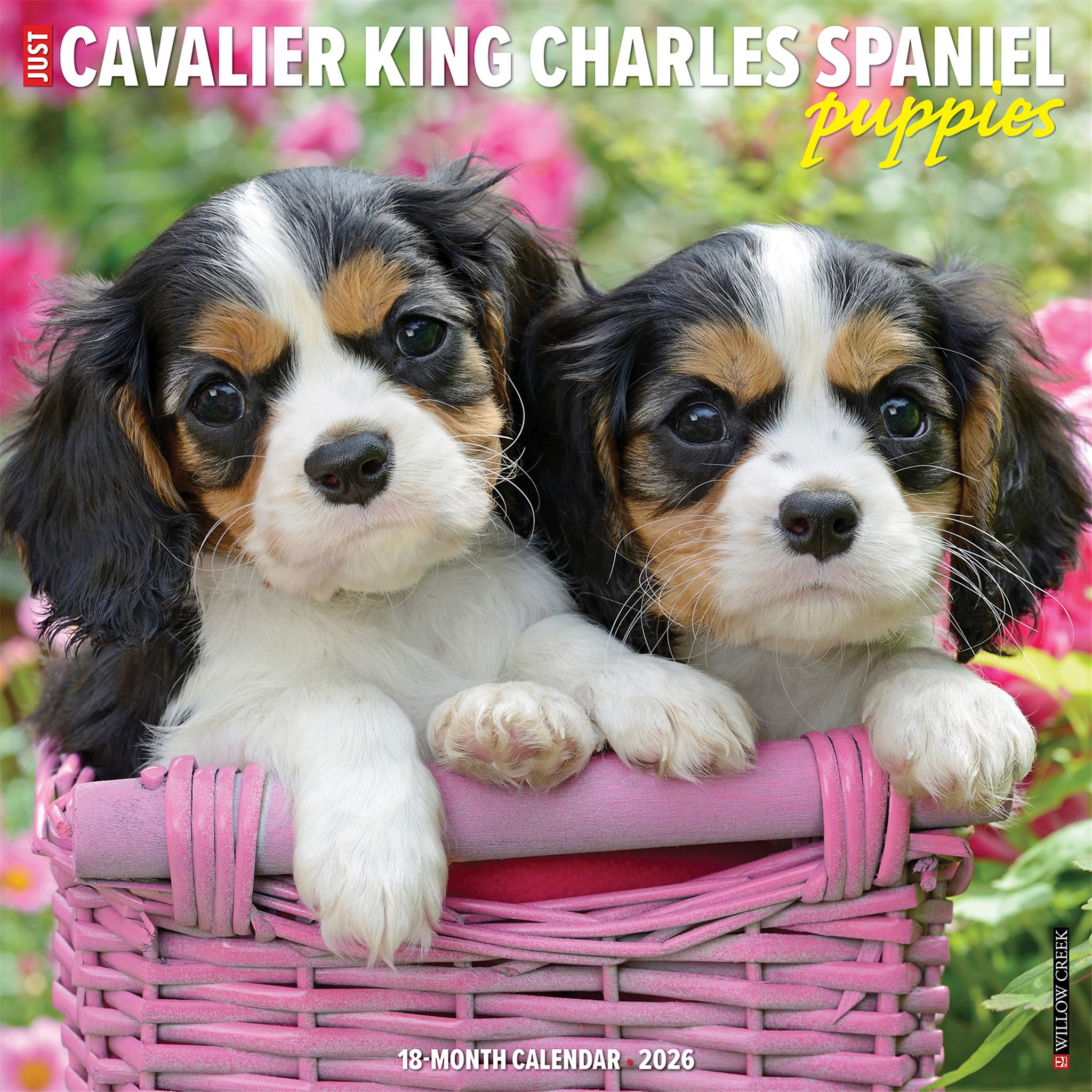 Calendrier mural 2026 « Chiots Cavalier King Charles Spaniel » - Disponible uniquement en ligne