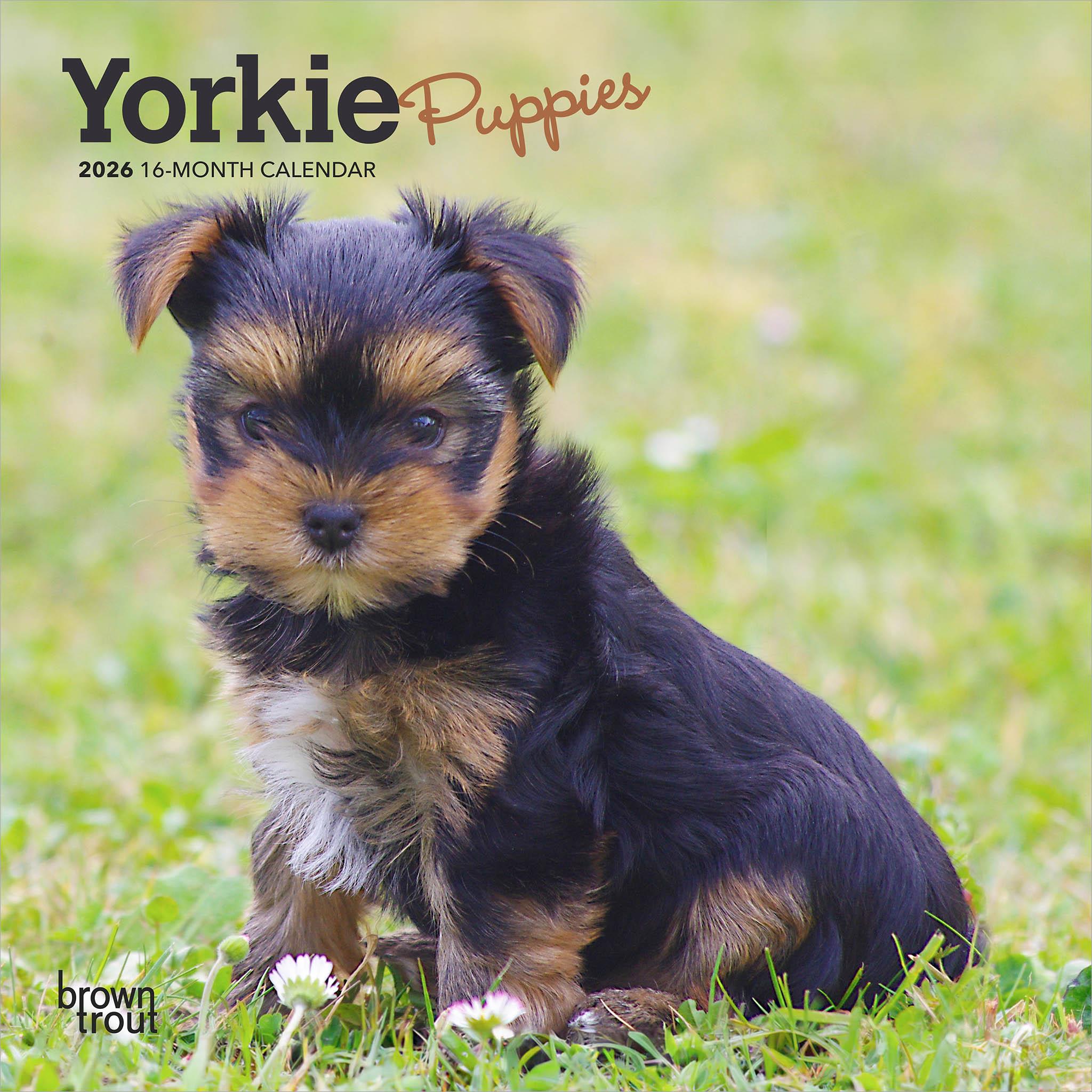 Mini-calendrier 2026 des chiots Yorkshire Terrier