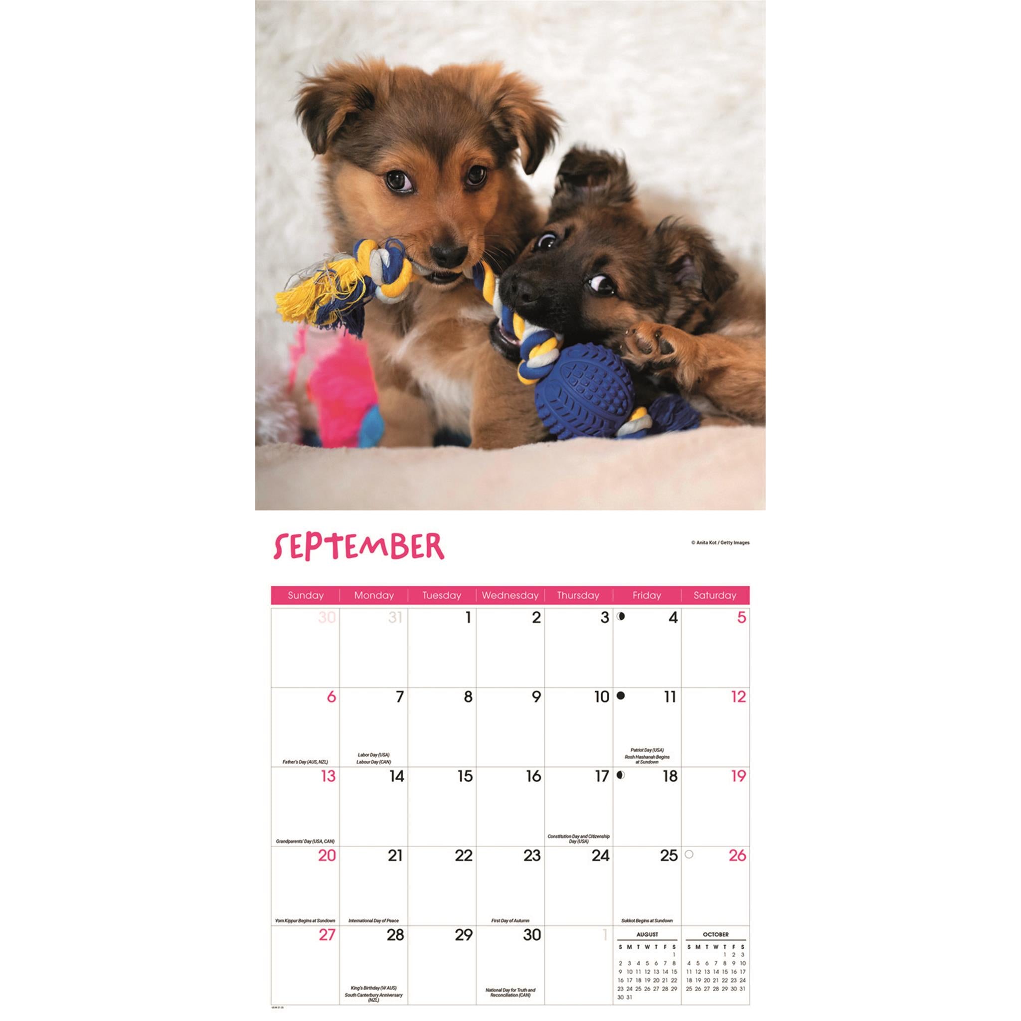 Calendrier mural Chiots joueurs 2026