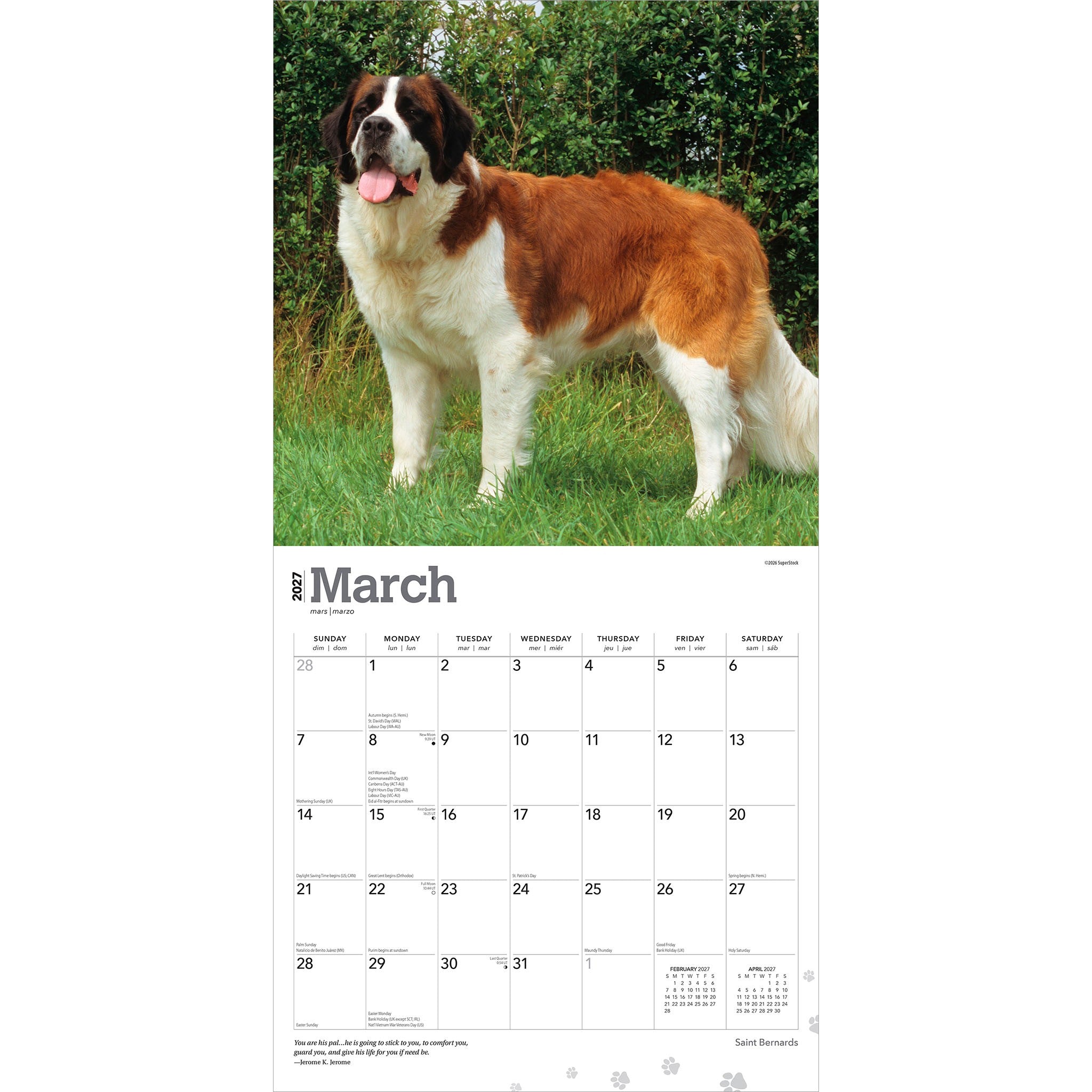 Saint Bernards 2027 Wall Calendar