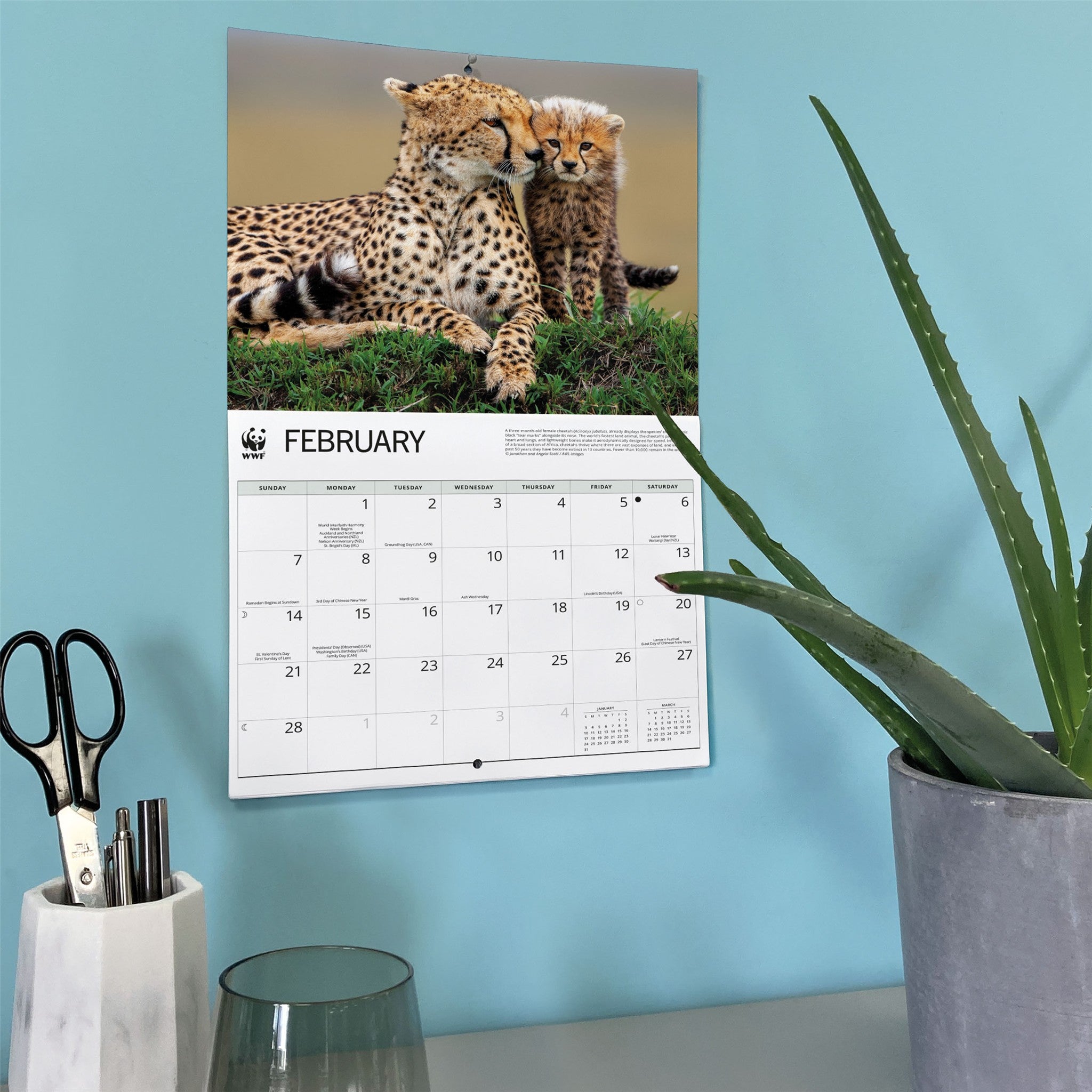 Calendrier mural World Wildlife Fund Chats sauvages 2027