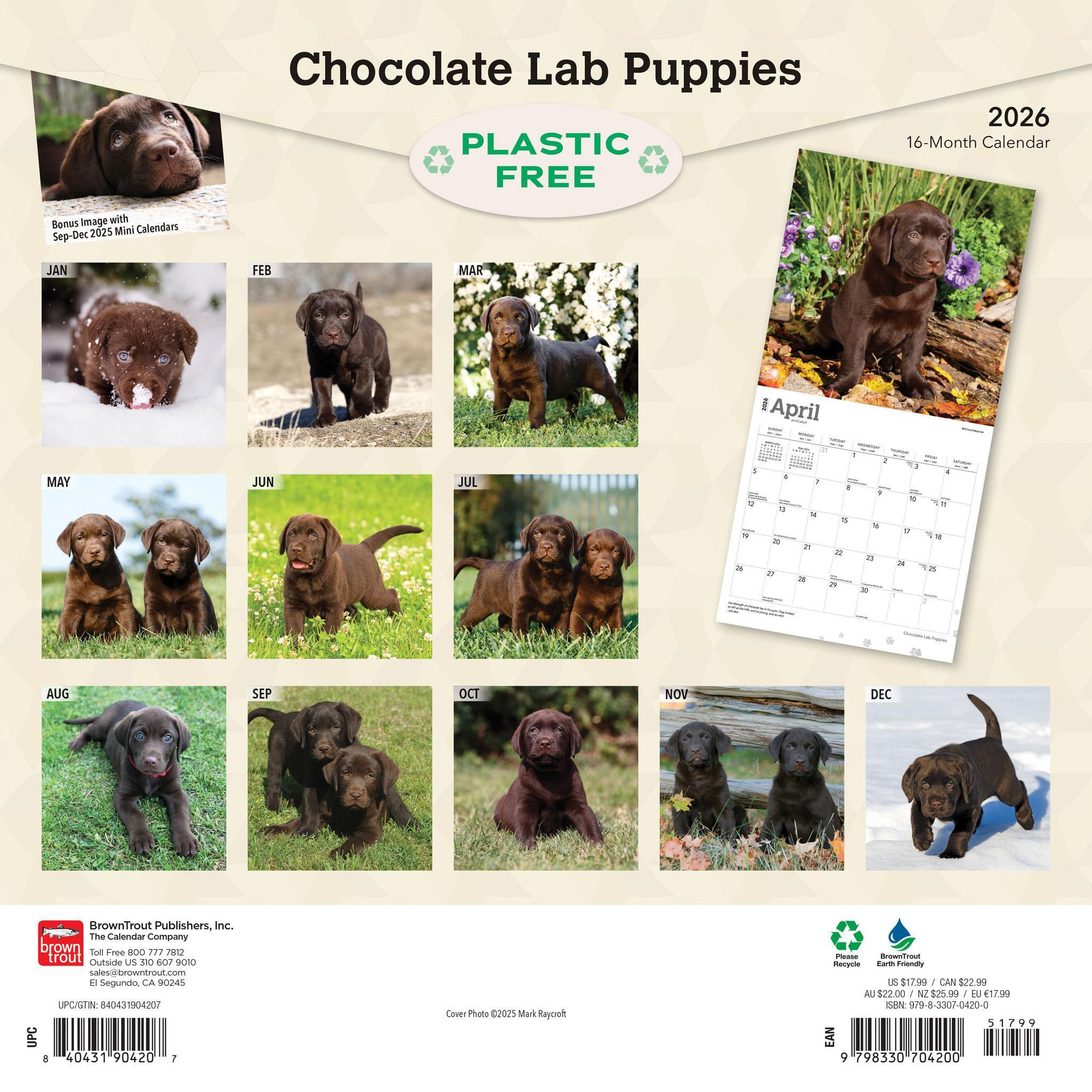Calendrier mural 2026 des chiots Labrador chocolat