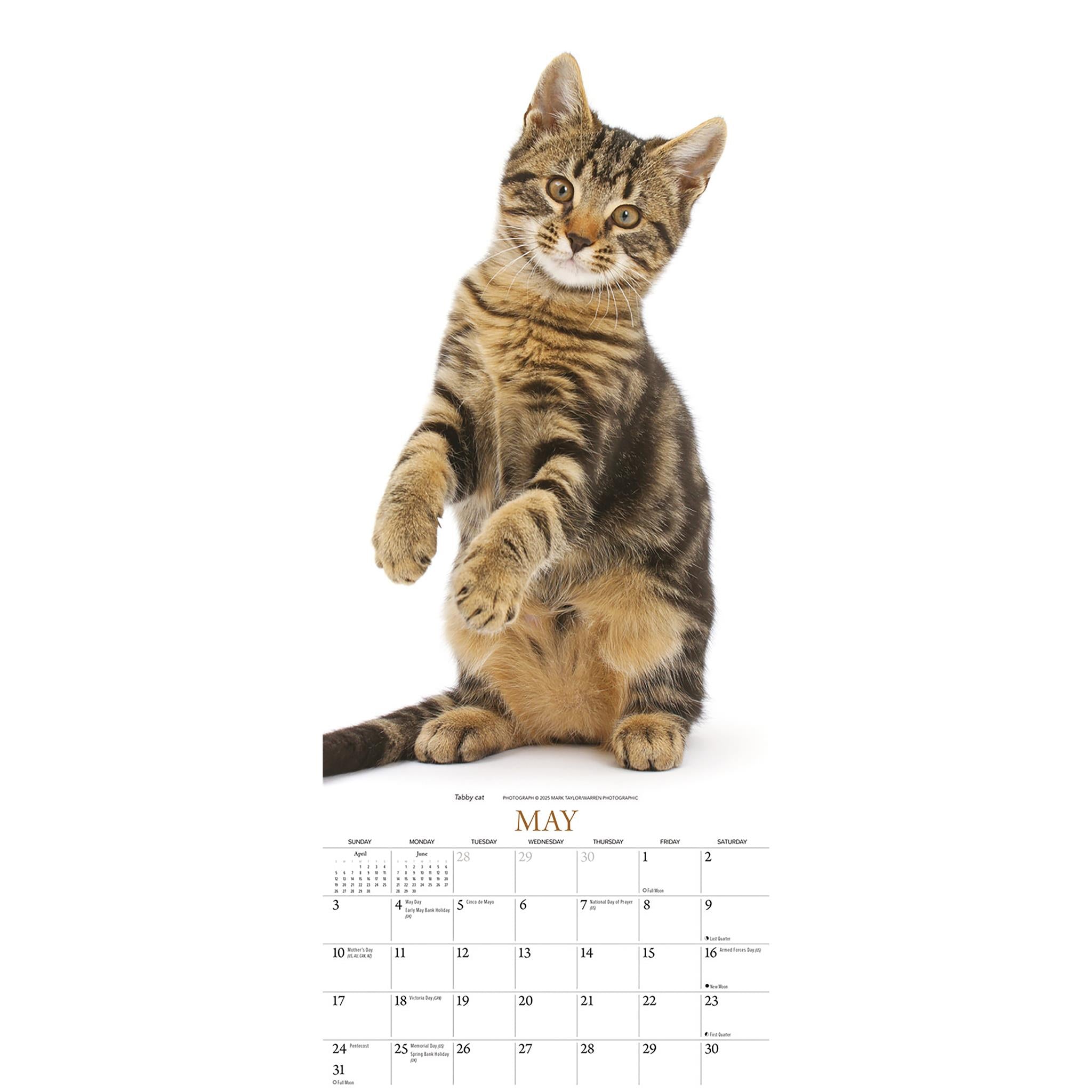 Calendrier des chats 2026