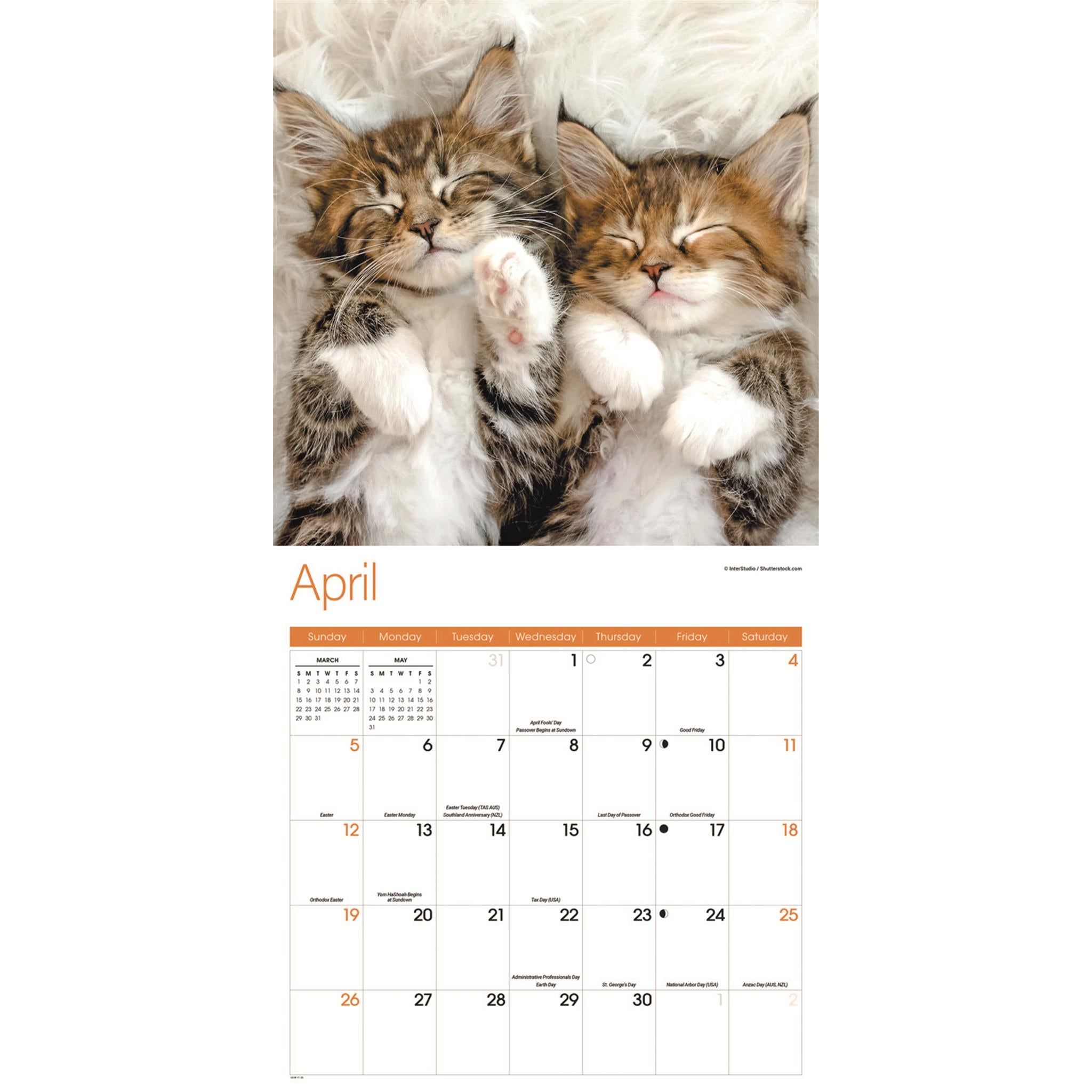 Calendrier mural Kitty Naps 2026